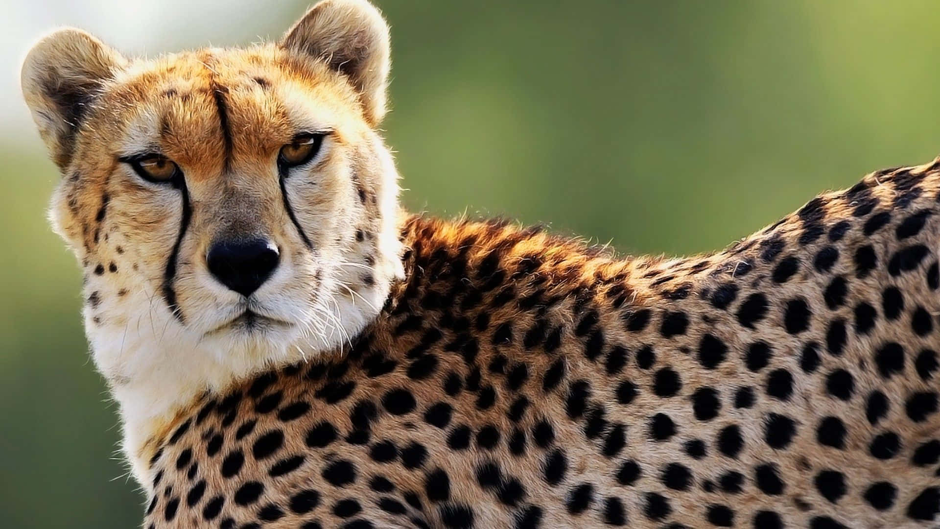 Cheetahubekymret Skridter Gennem Sit Naturlige Habitat.