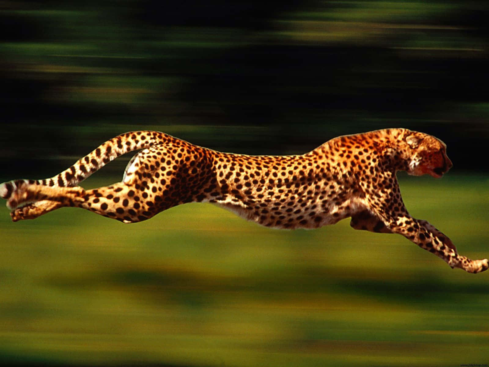 Capturing the power and grace of a beautiful cheetah