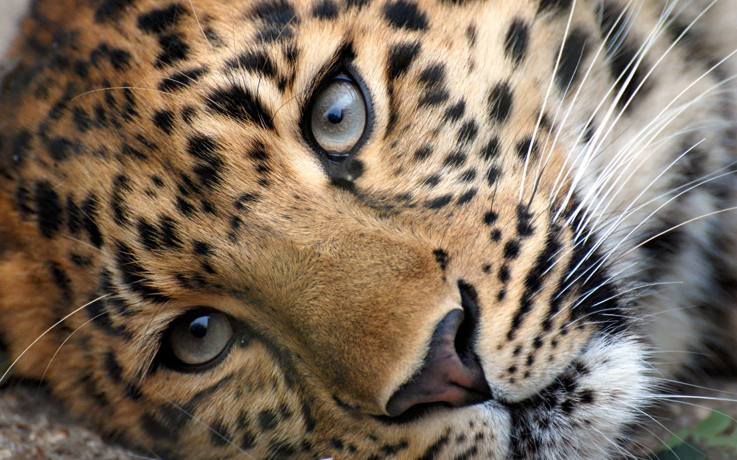 Eingepard Ist Eine Große Und Majestätische Katze Auf Der Jagd.