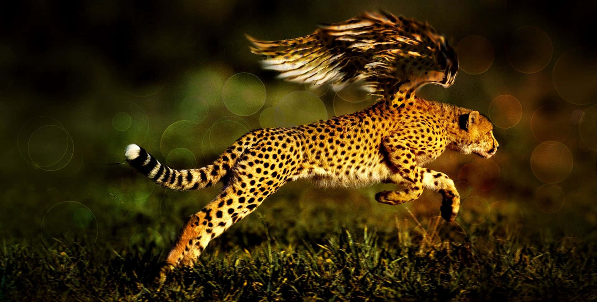 Stunningesporträt Eines Bedrohten Geparden In Seinem Natürlichen Lebensraum.