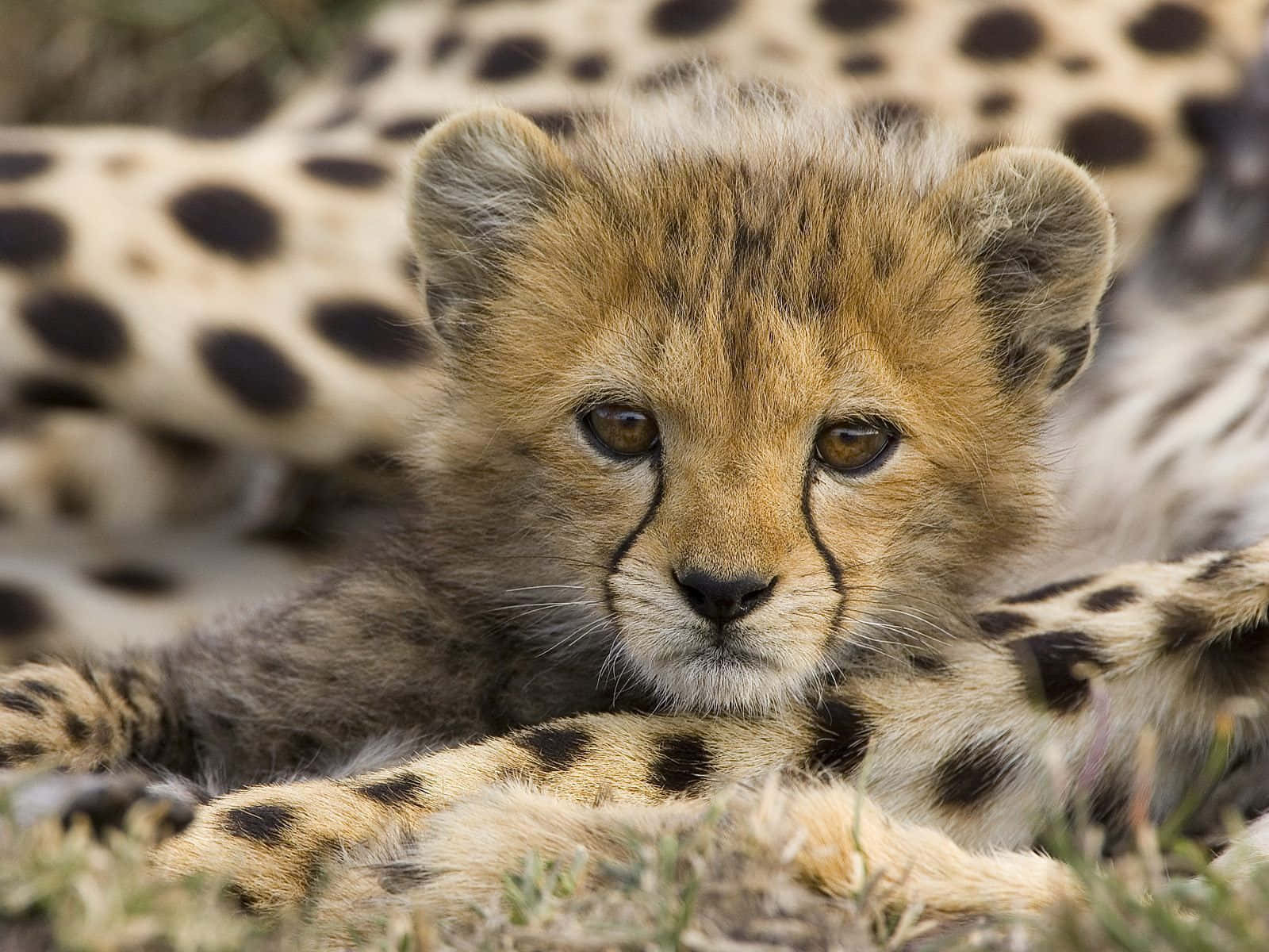 A cheetah poised to spring in pursuit of its prey