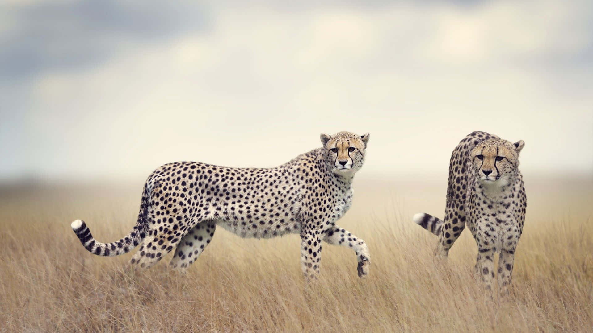 Cheetah Prowling Through Savannah