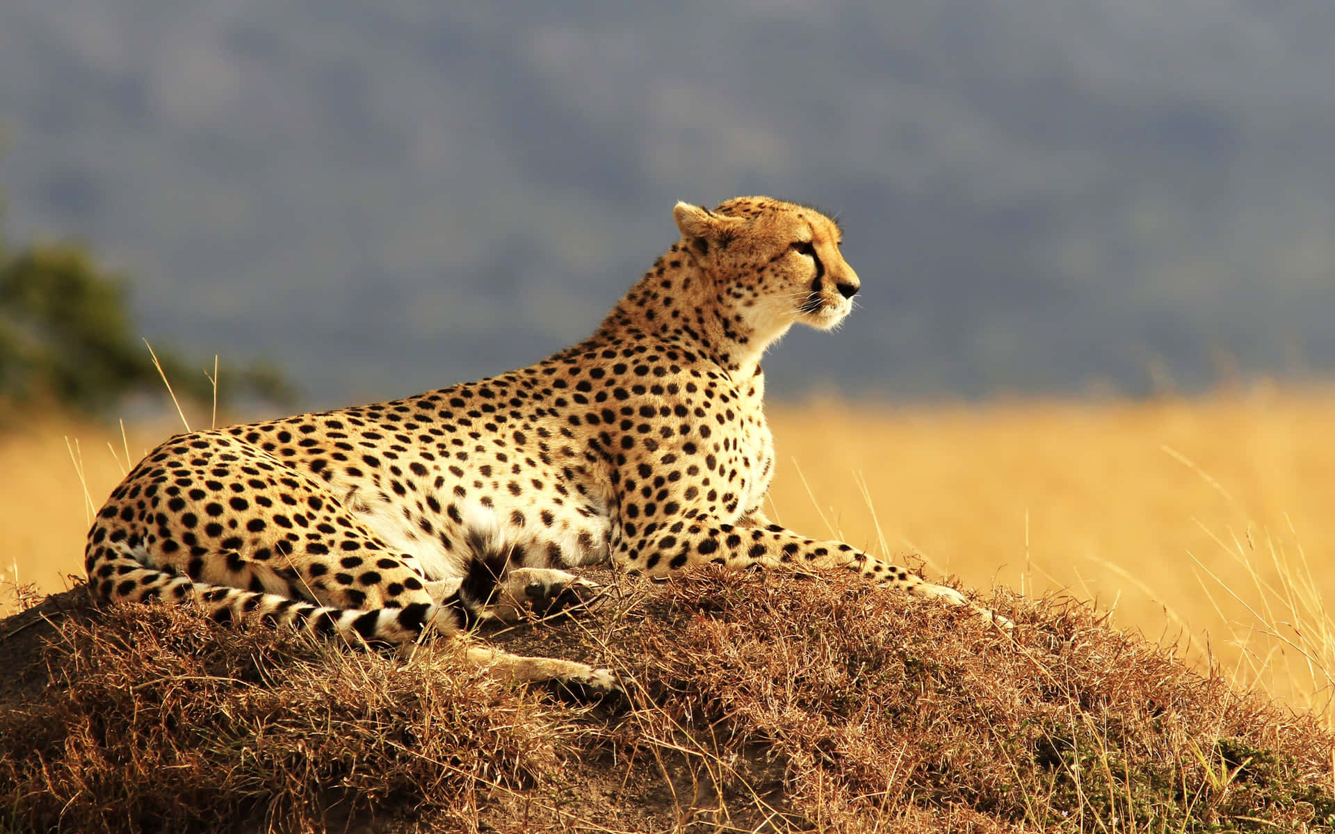 Cheetah sprinting across wide open savannah
