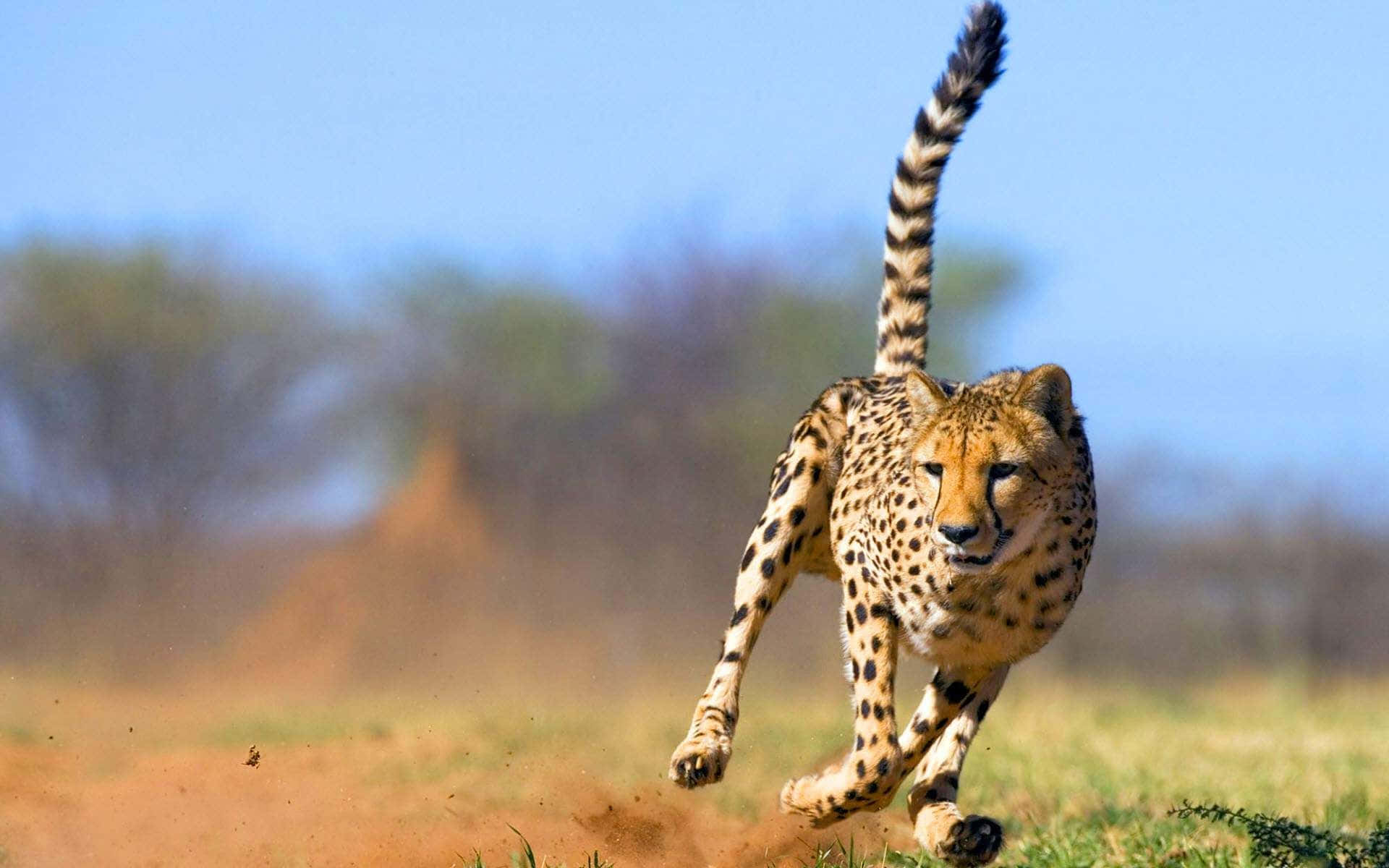 Close-up of a Cheetah prowling across the savannah