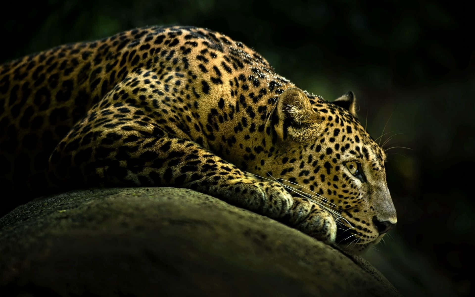 Cheetah,der Strejfer Rundt I Et Serengeti Landskab.