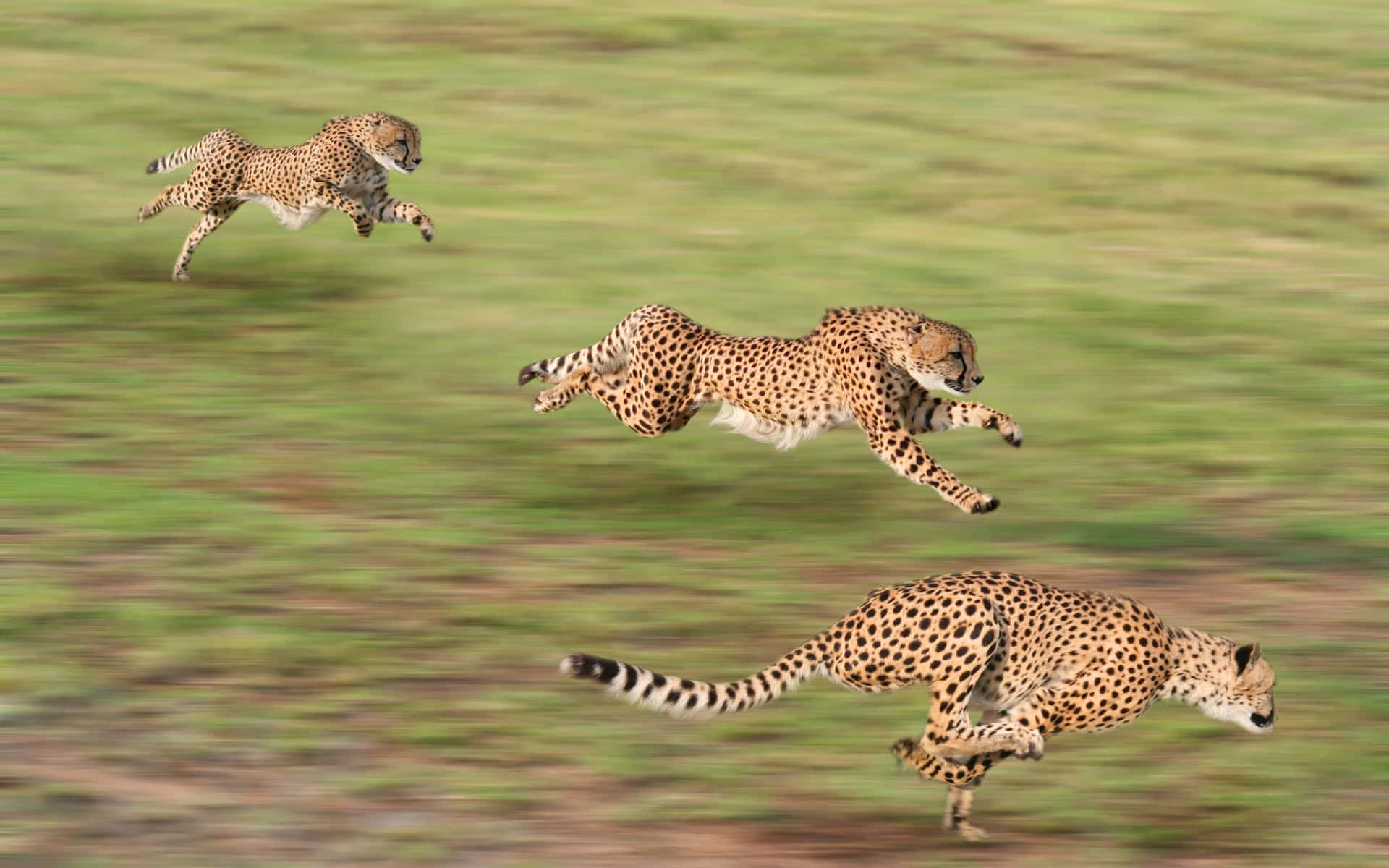 A Close Up of a Cheetah Roaring