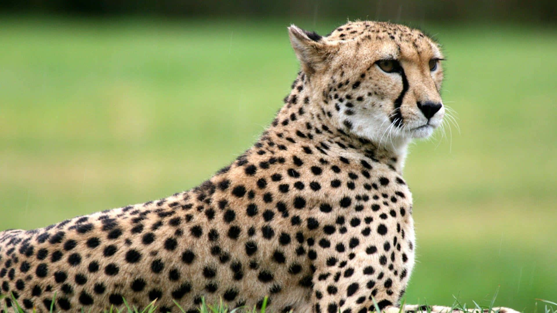 A portrait of a gracefully running cheetah
