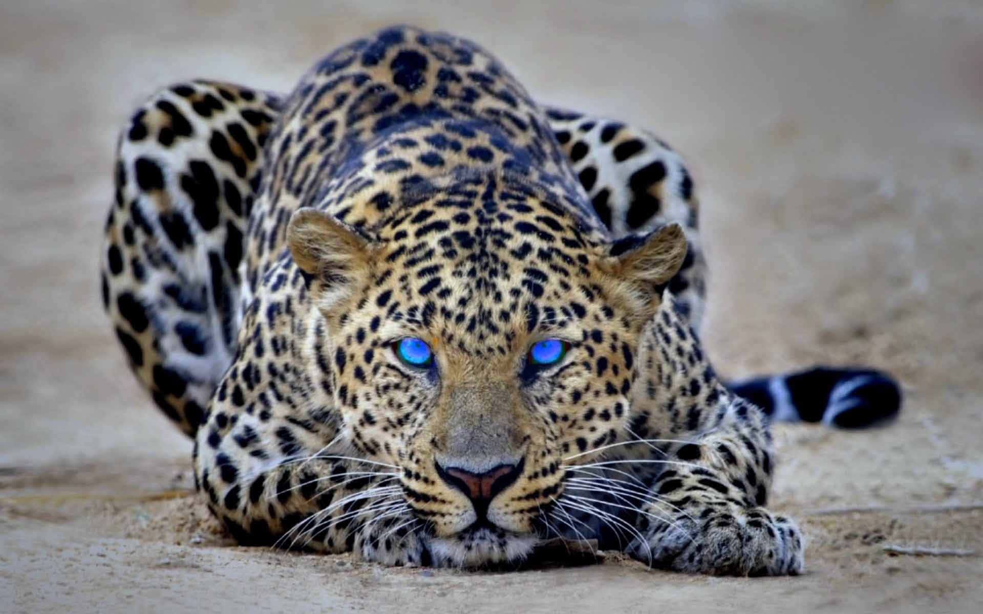 A cheetah in its natural habitat