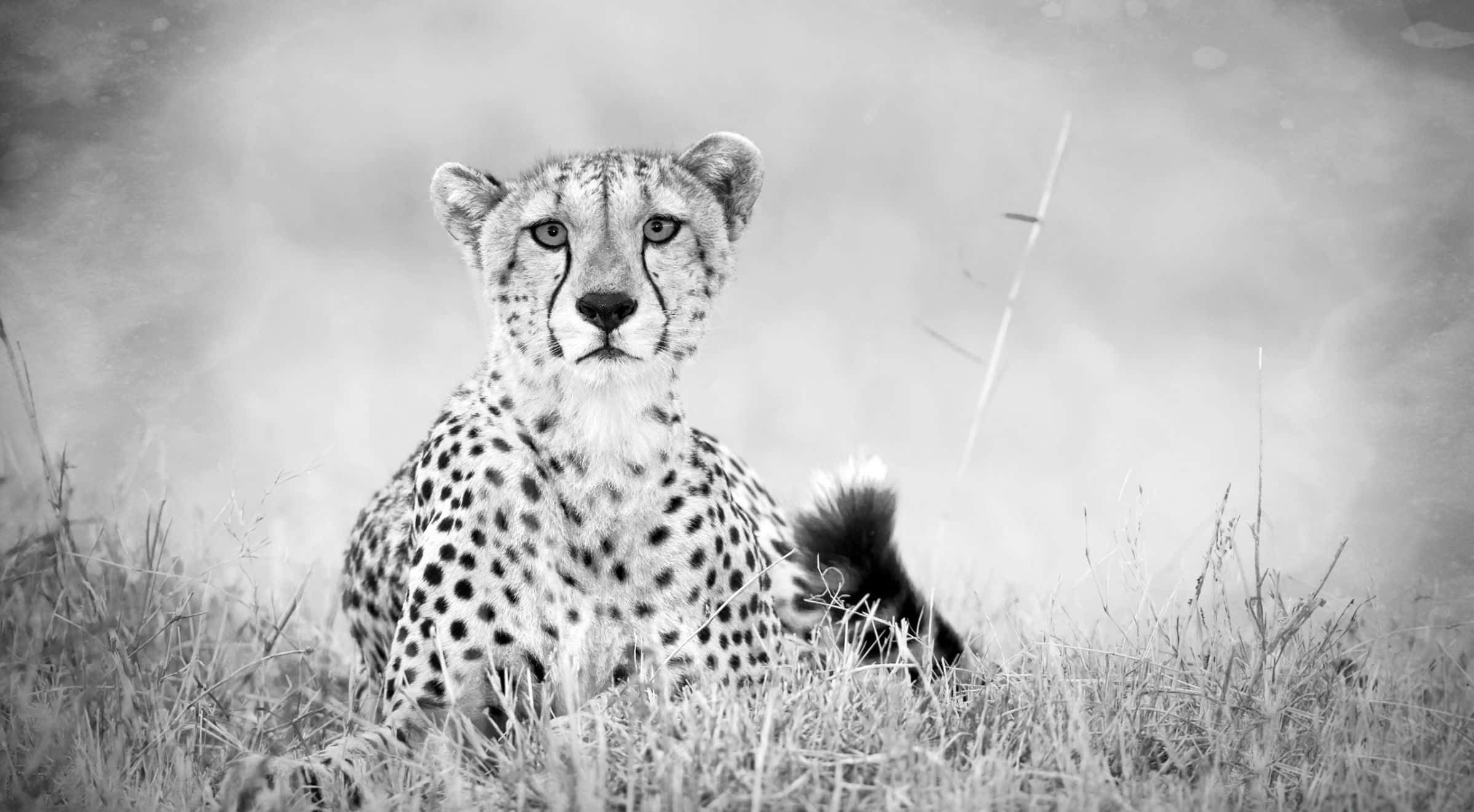 A cheetah sprinting across the vast African savannah with wild grace