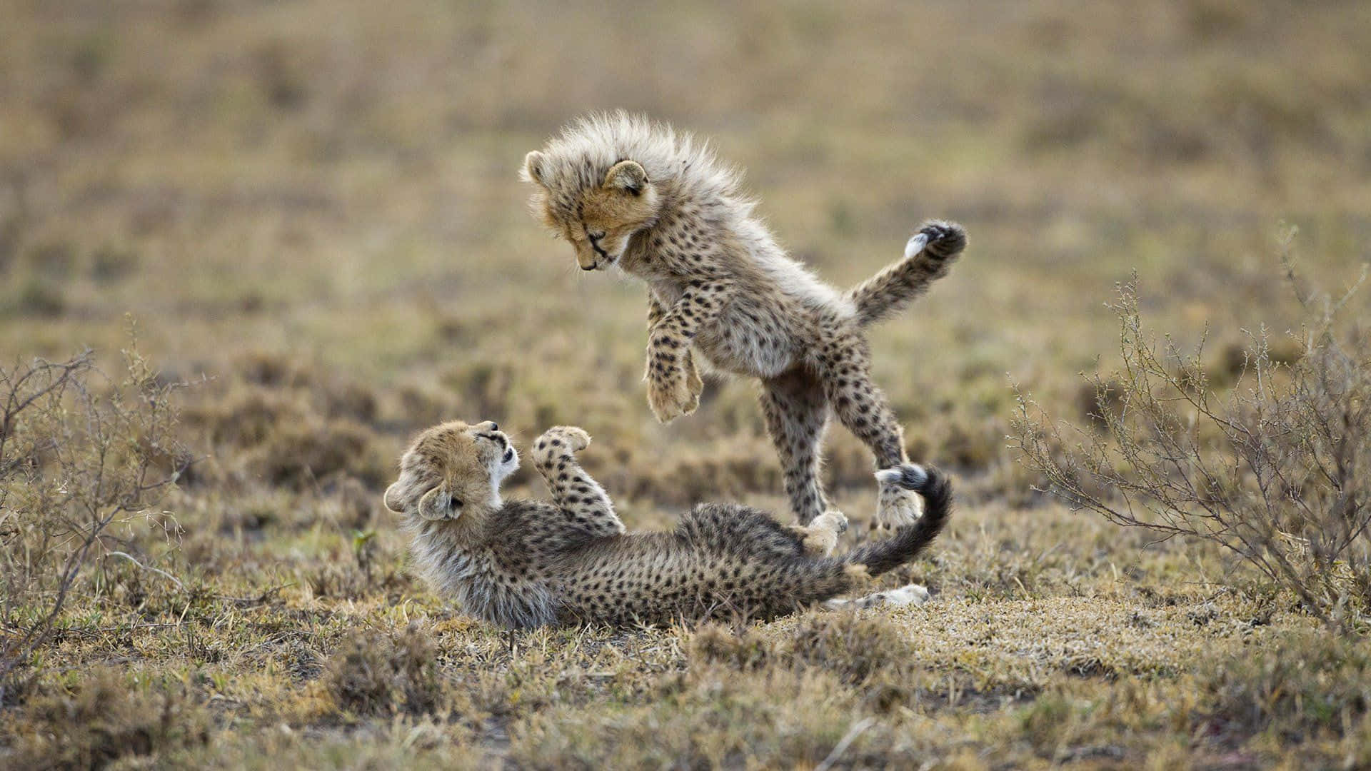A cheetah, fast and powerful