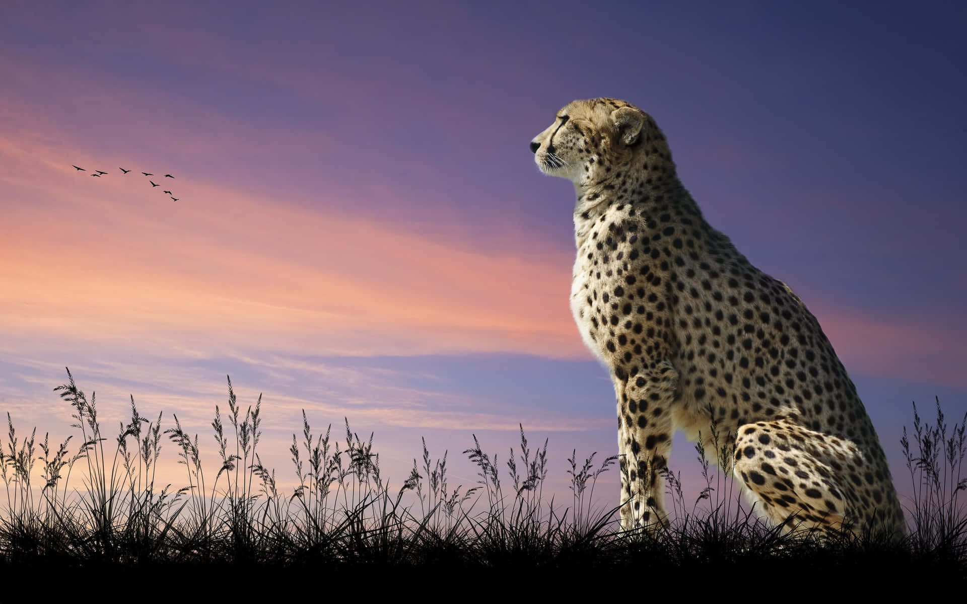 Look at the magnificent grace of the cheetah!
