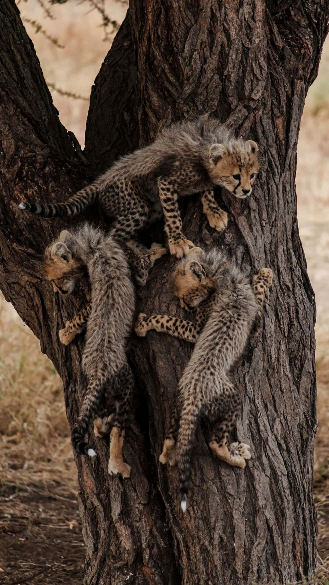 Cheetah Cubs Tree Climbing Wallpaper