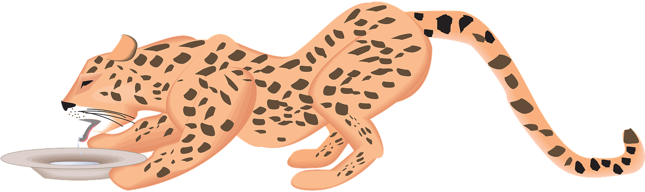 Cheetah Drinking Water Illustration PNG