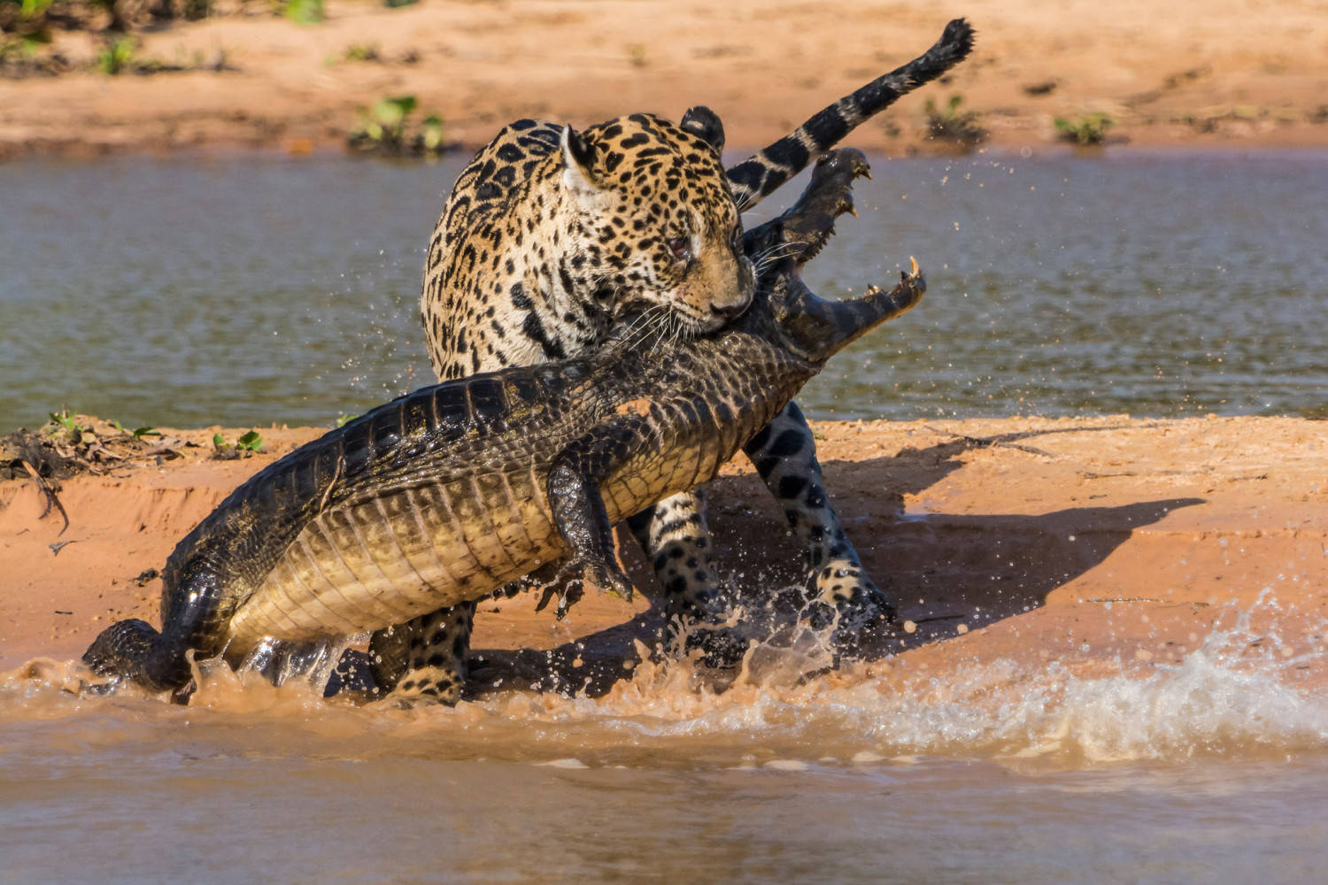Gepardenäter Kajman - (this Can Be A Potential Caption For A Nature-themed Wallpaper With A Cheetah And A Caiman In The Frame.) Wallpaper