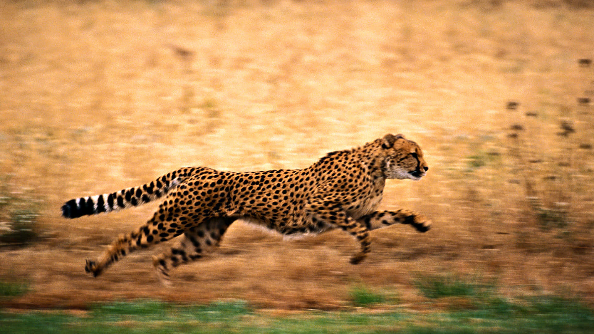 The beautiful cheetah blend in with the natural environment. Wallpaper