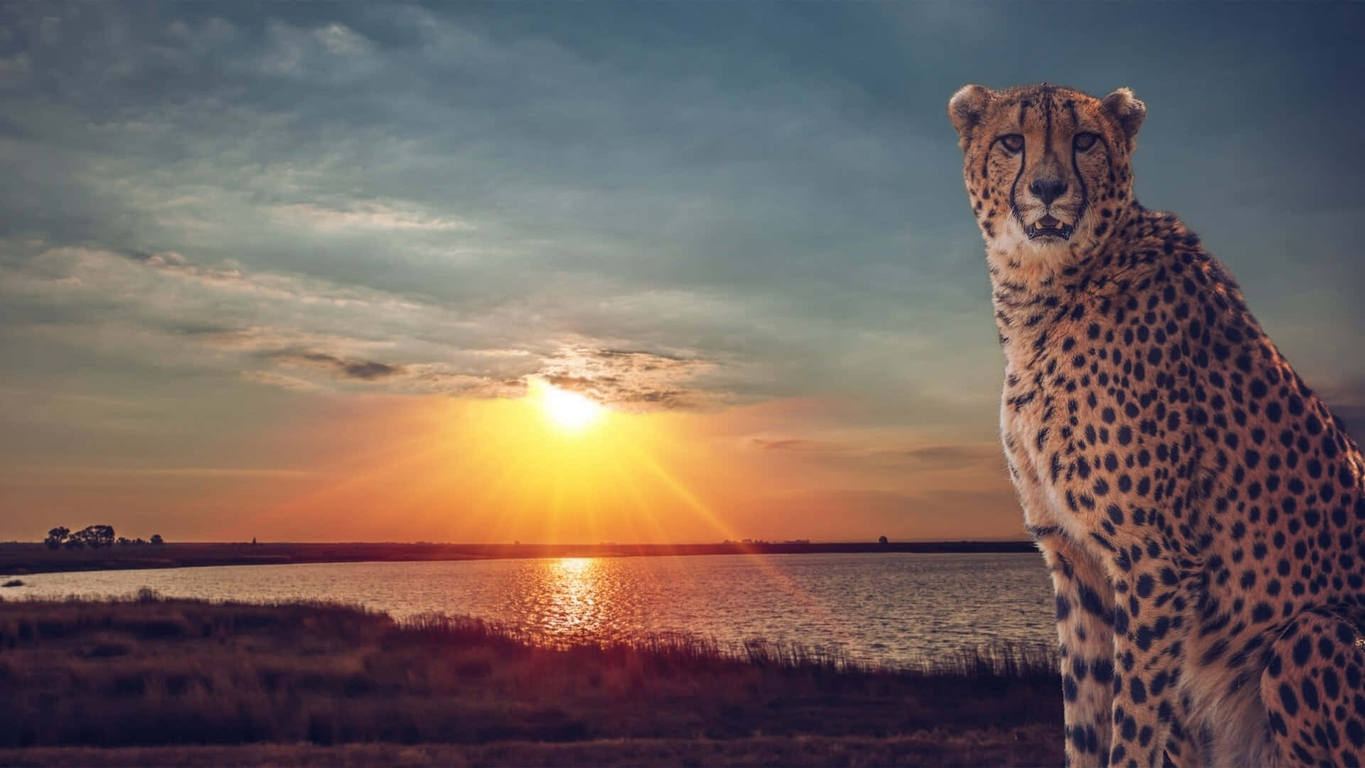 A Cheetah, the world's fastest animal, prowling in its natural environment Wallpaper
