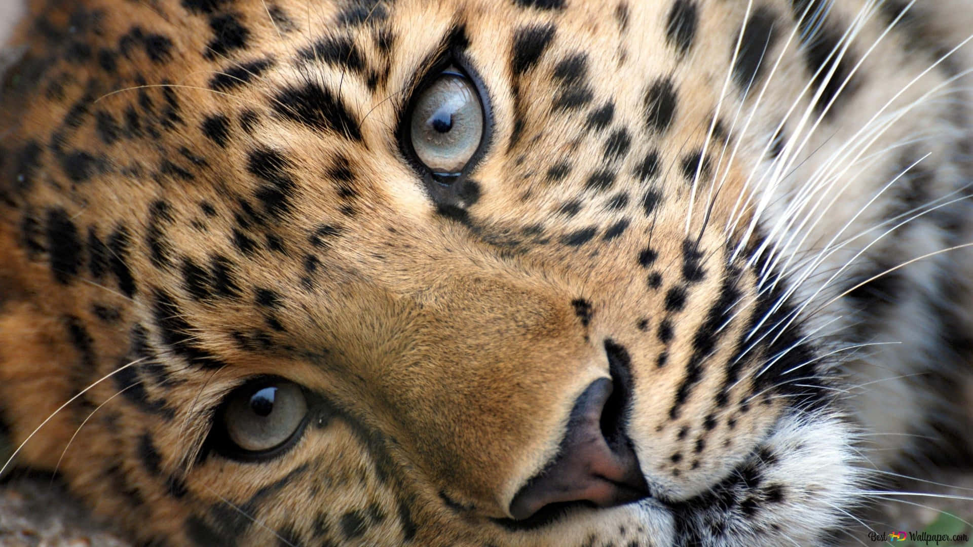 Smukke gepard som vandrer gennem det græssende land Wallpaper