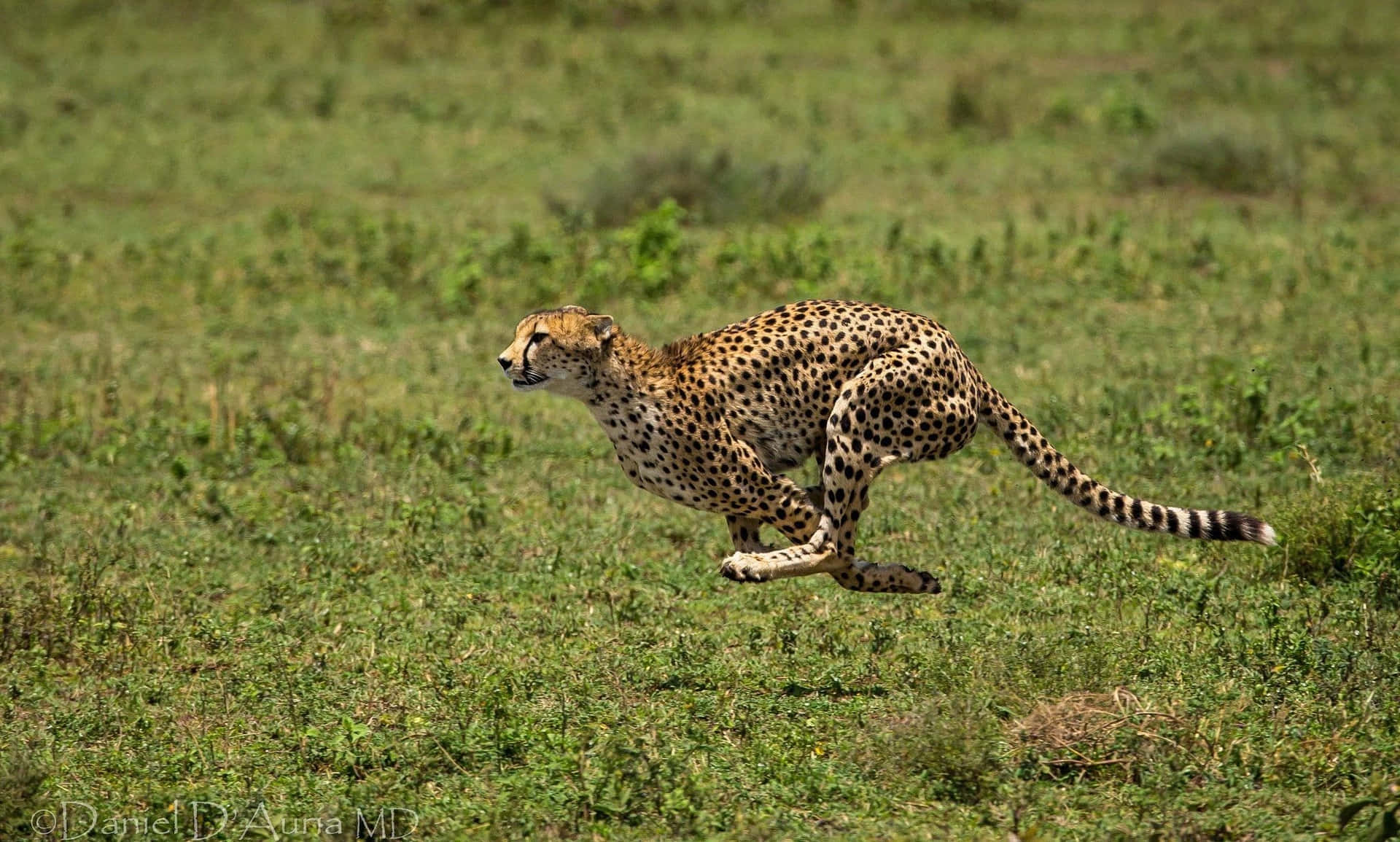 Et HD-billede af en gepard der løber i dens naturlige habitat. Wallpaper