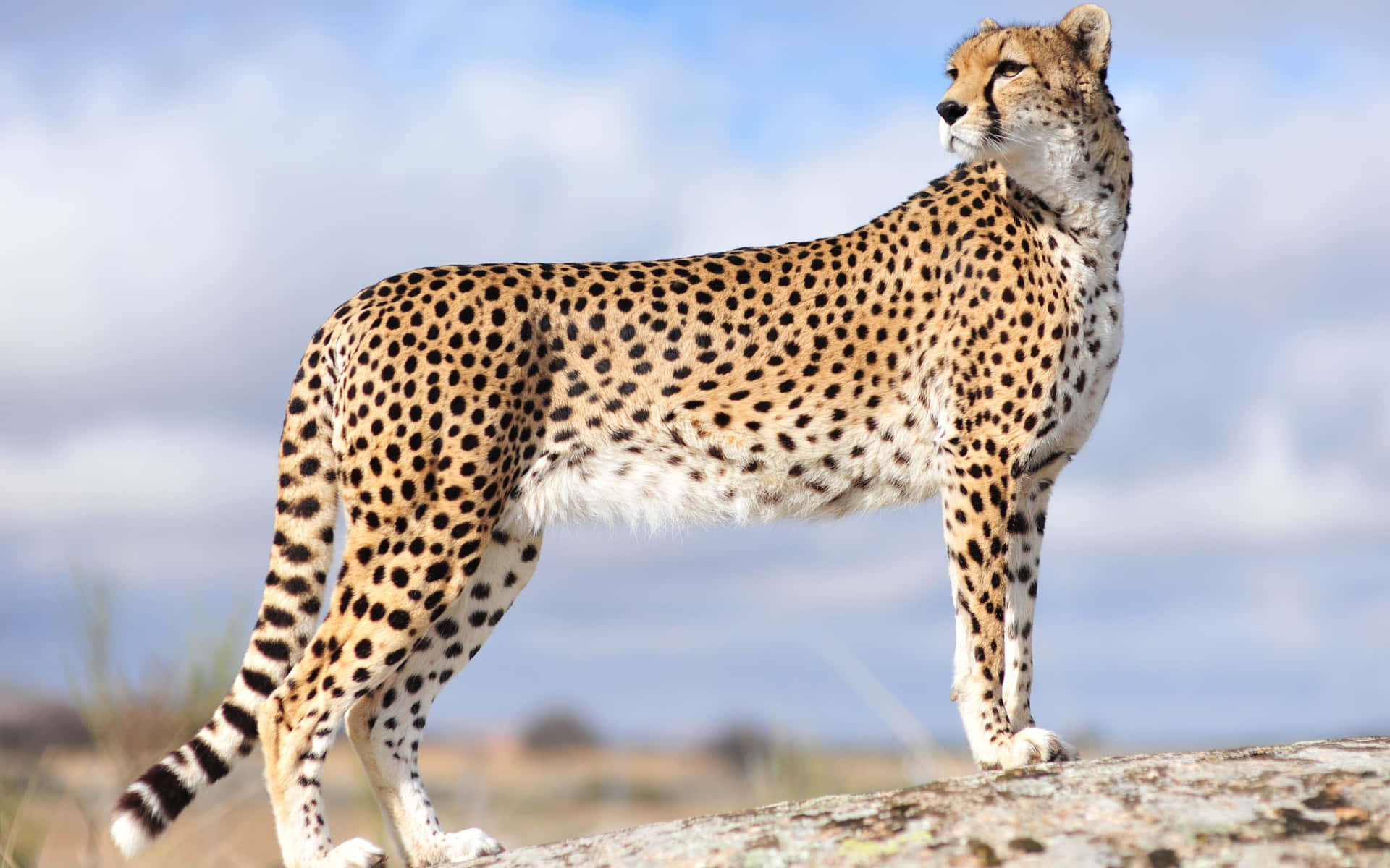 Et tæt billede af en gepard ved solopgang Wallpaper