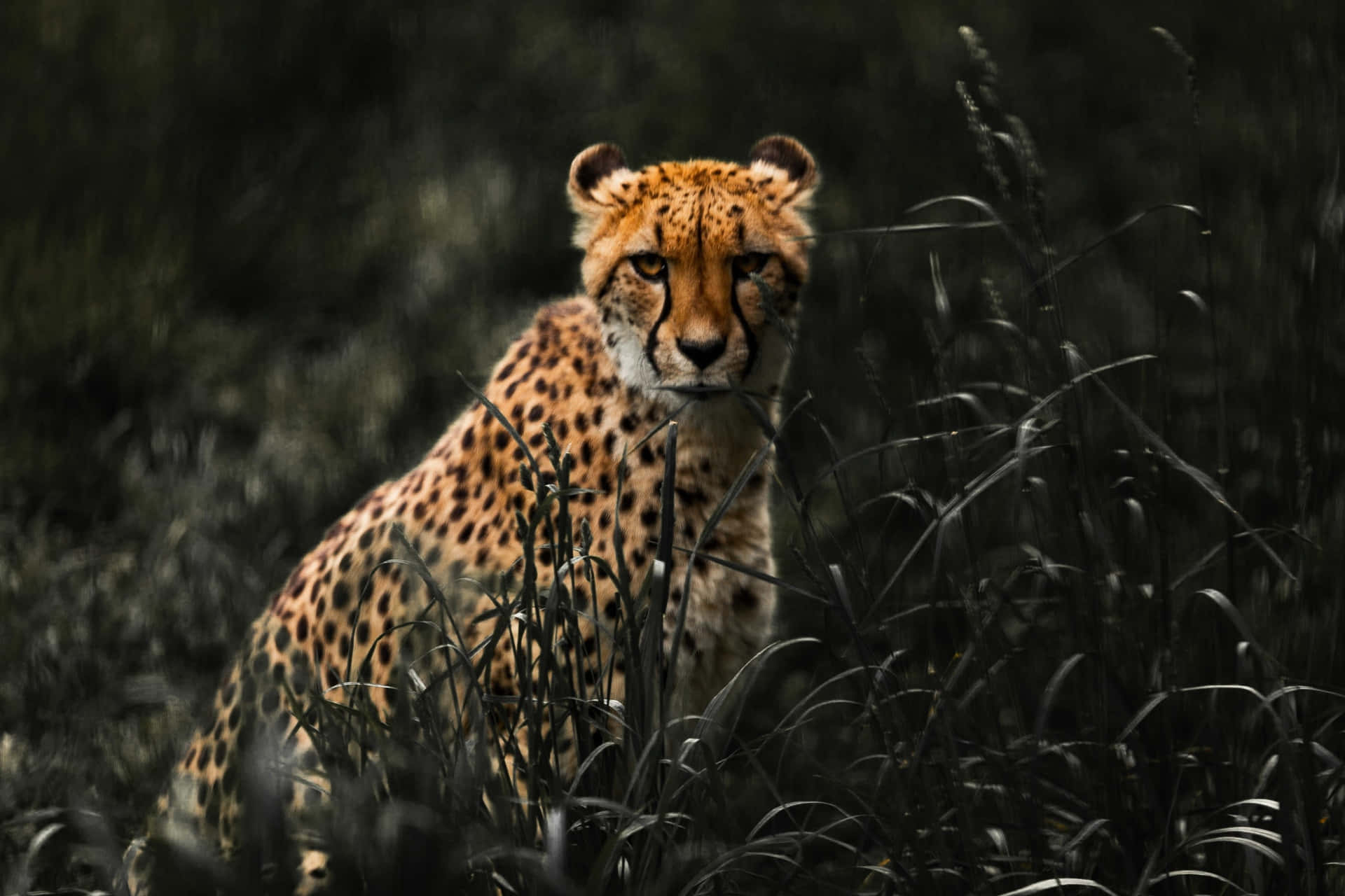 Leopardocorrendo Pela Savana Africana. Papel de Parede
