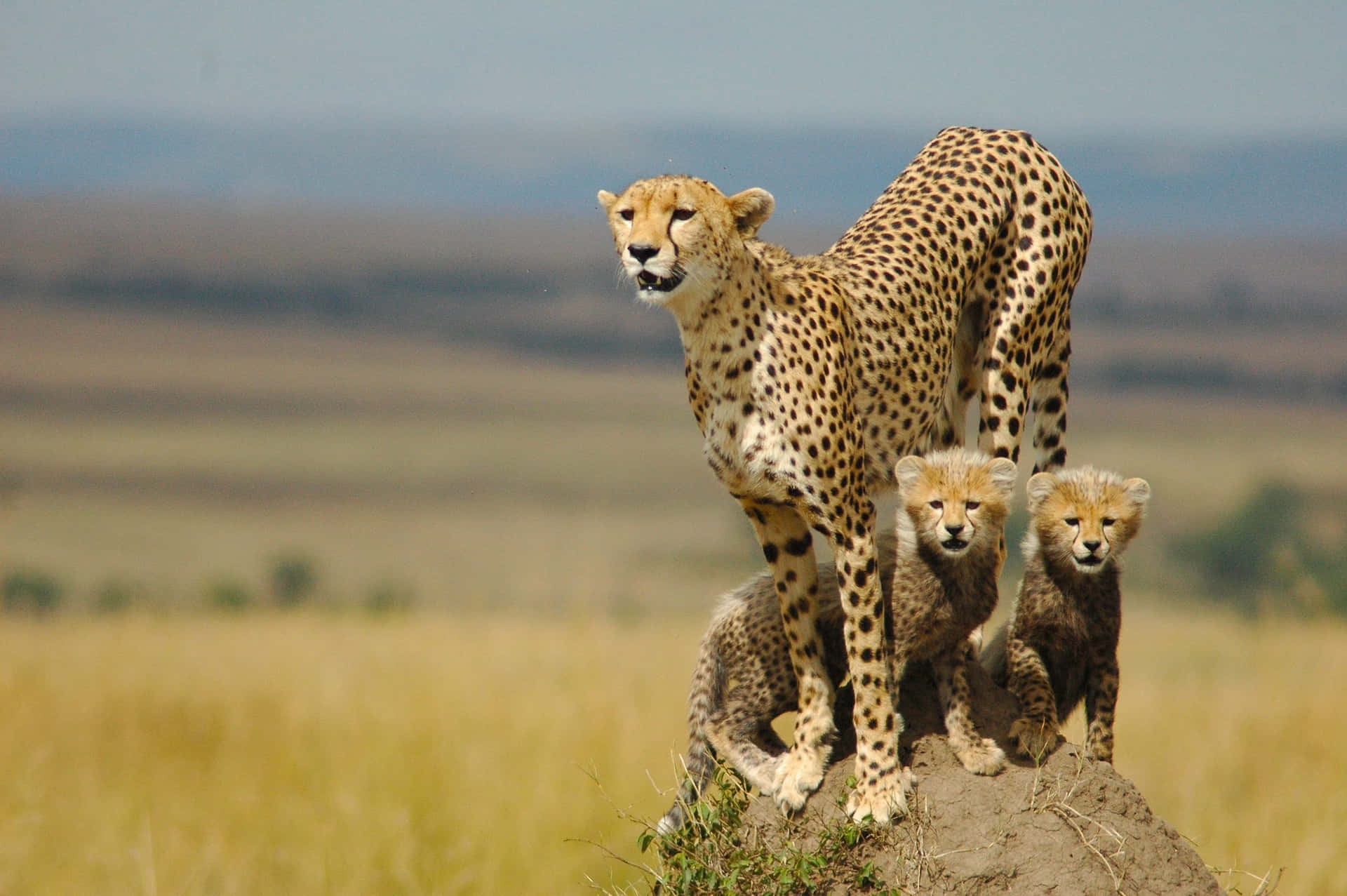 Nyd skønheden af geparden i levende, høj opløsning detaljer. Wallpaper