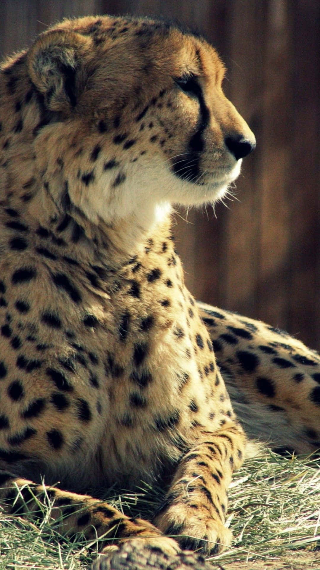 En tæt op af de smukke gepards glitrende øjne. Wallpaper