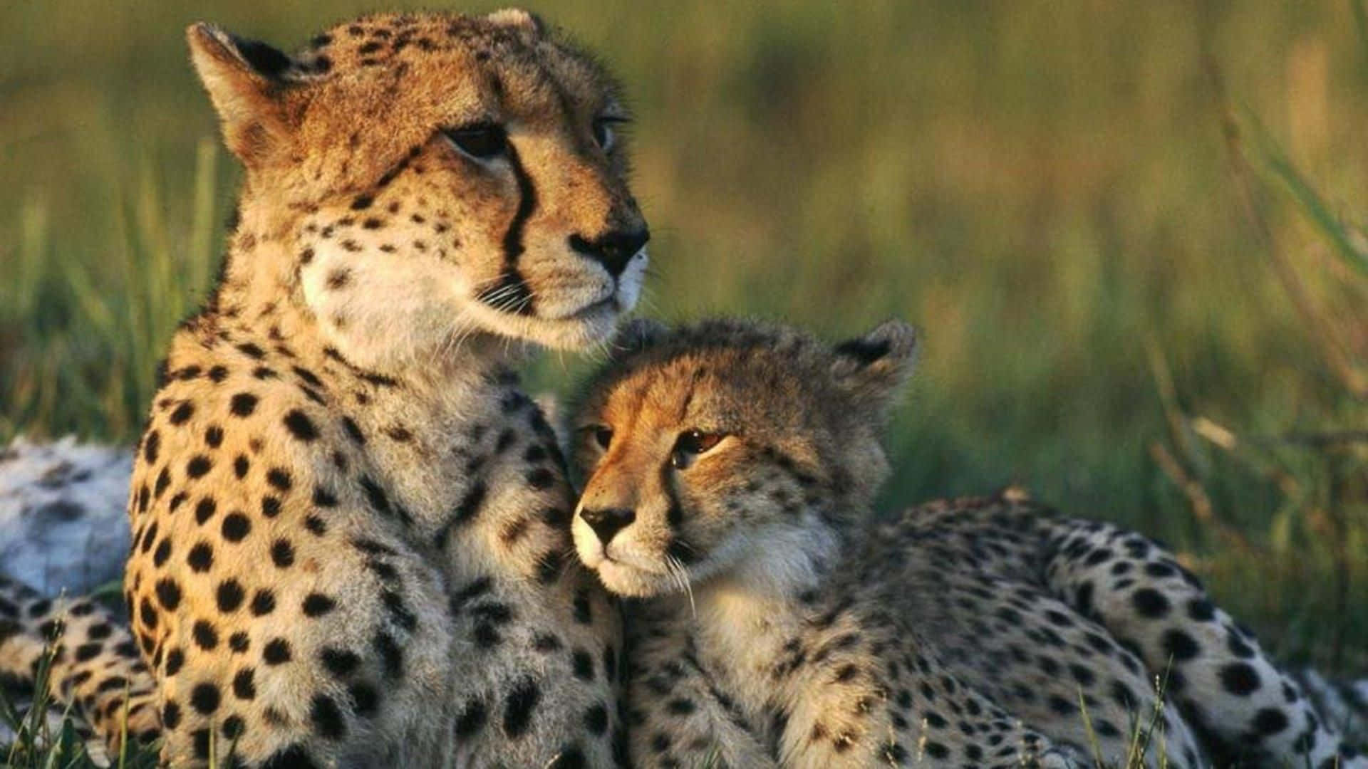 • Et tæt op skud af en smuk Gepard i sit naturlige habitat. Wallpaper