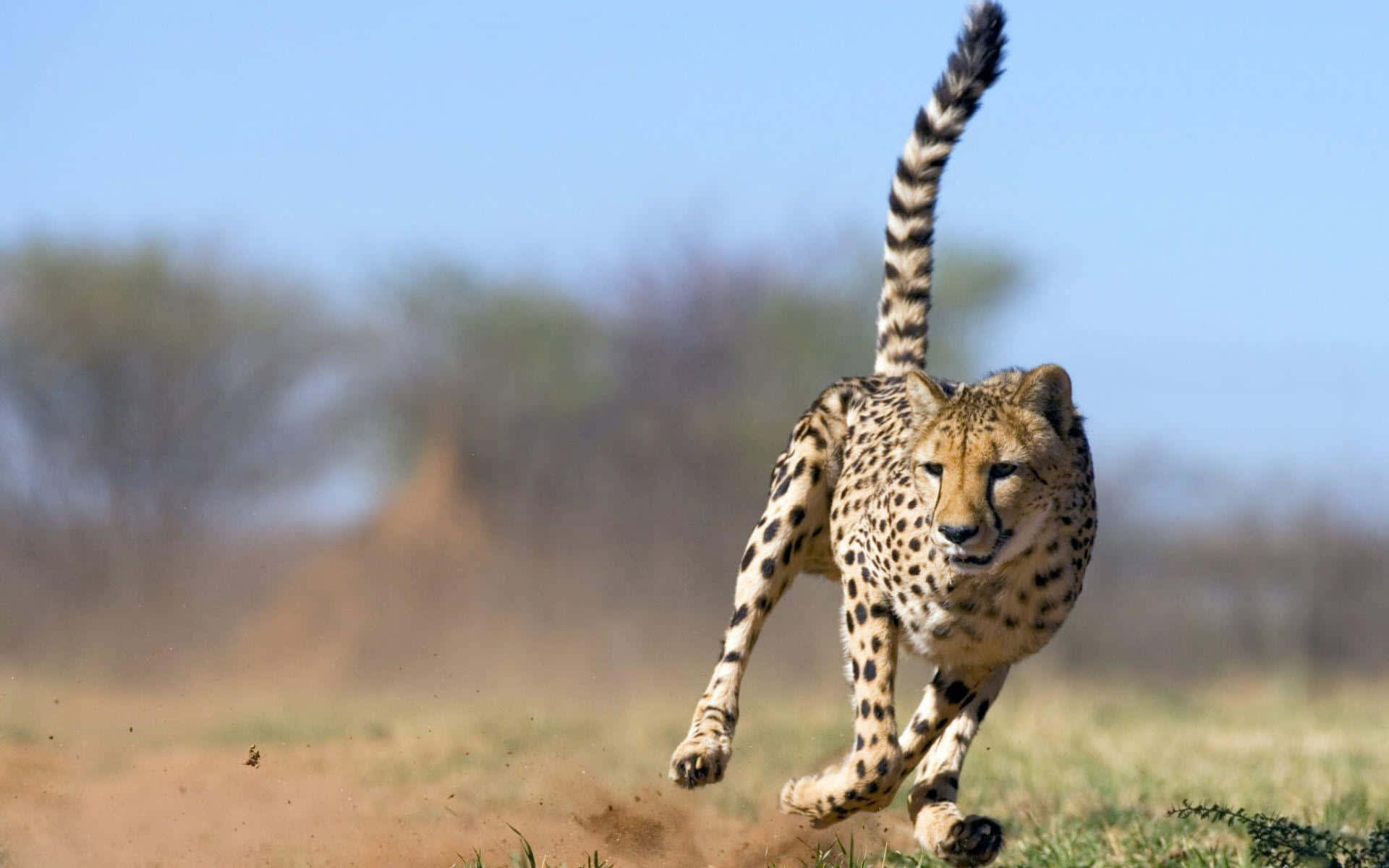 A Graceful Cheetah Running Free Wallpaper