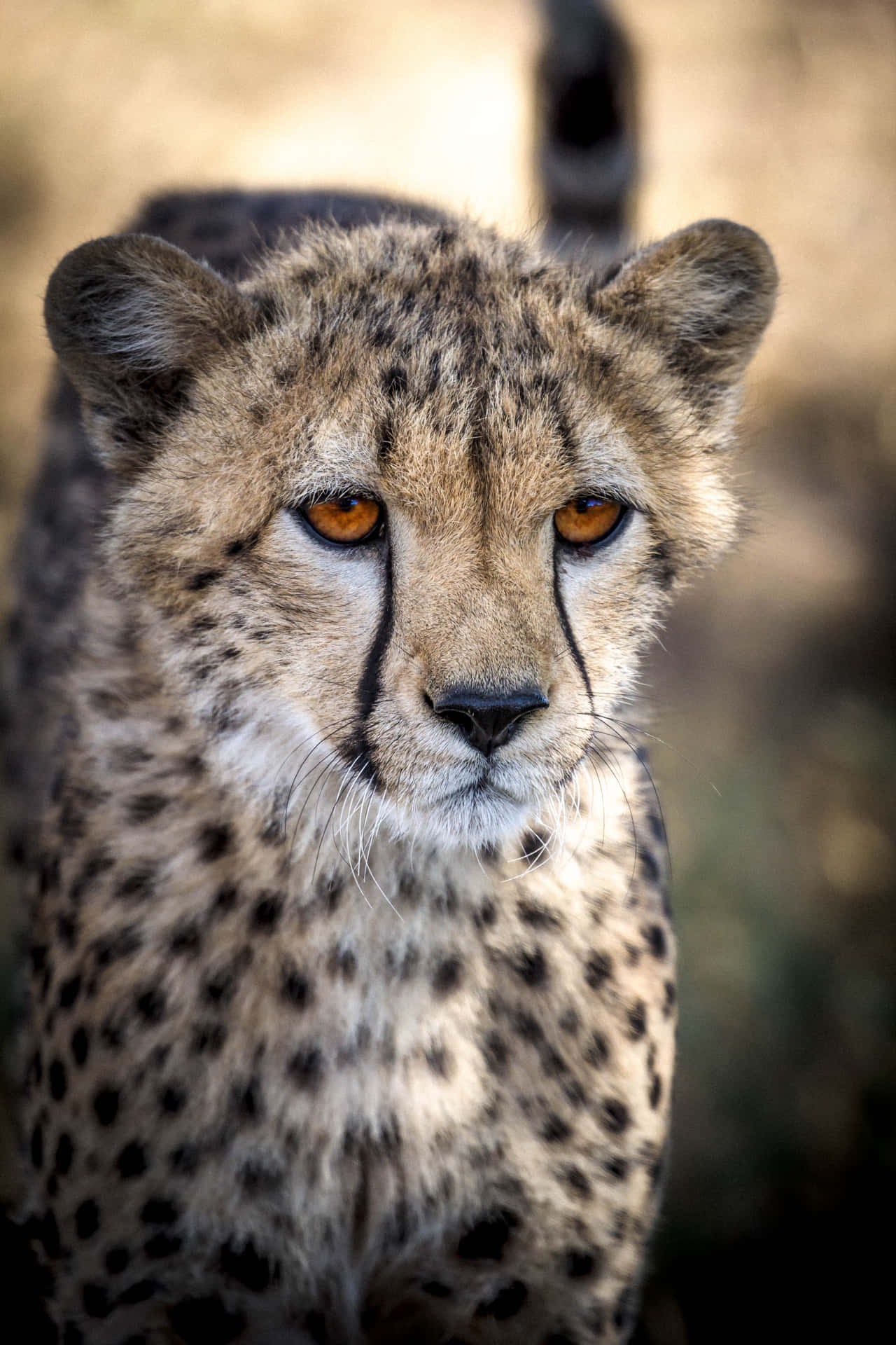 A powerful cheetah is running through the African wilderness. Wallpaper