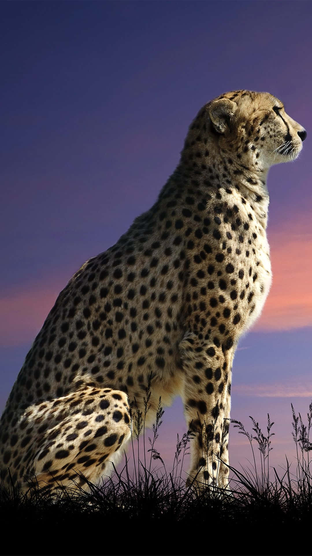 A cheetah surveys its savanna home Wallpaper