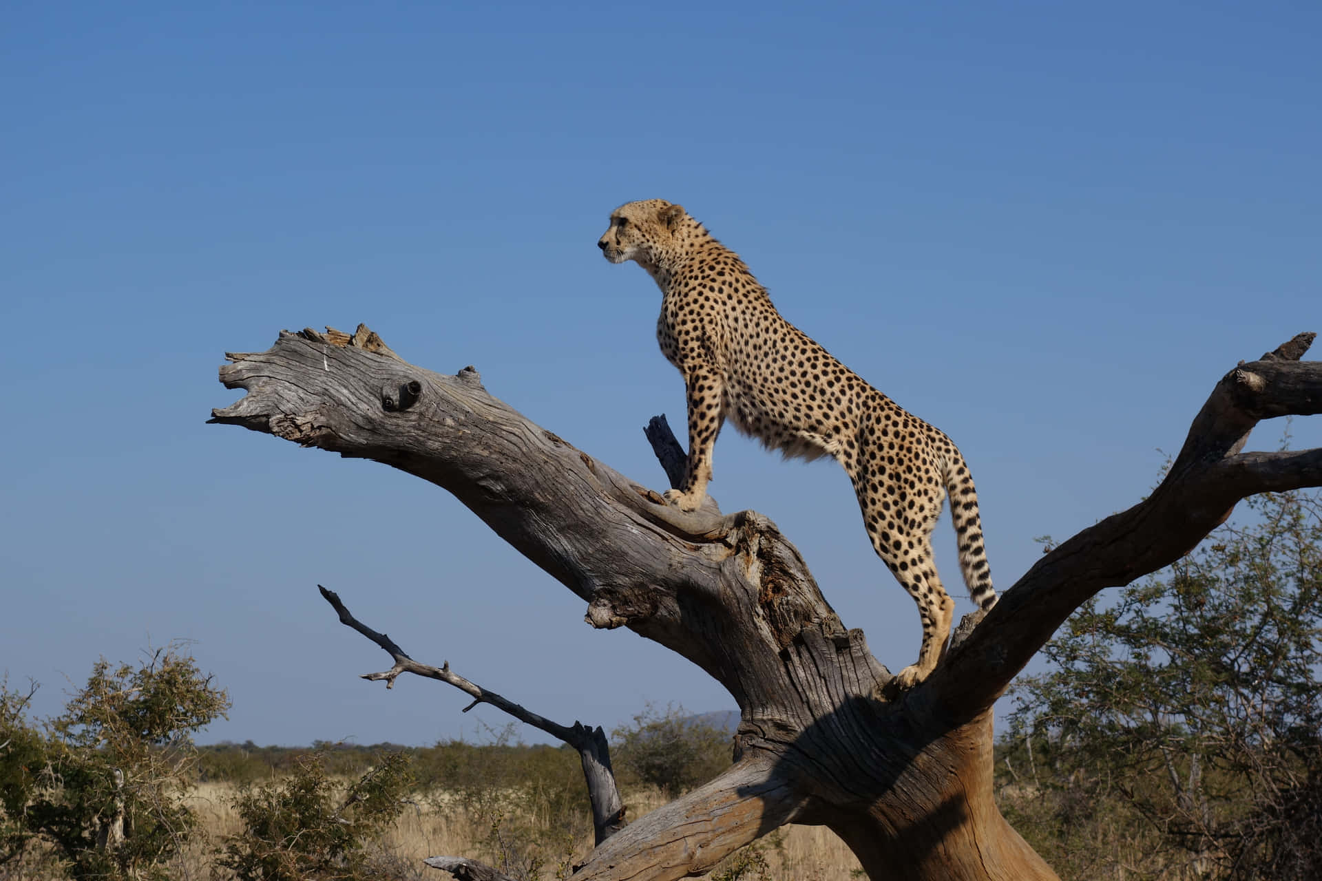 A close-up of a stunning cheetah prowling through the savannah. Wallpaper