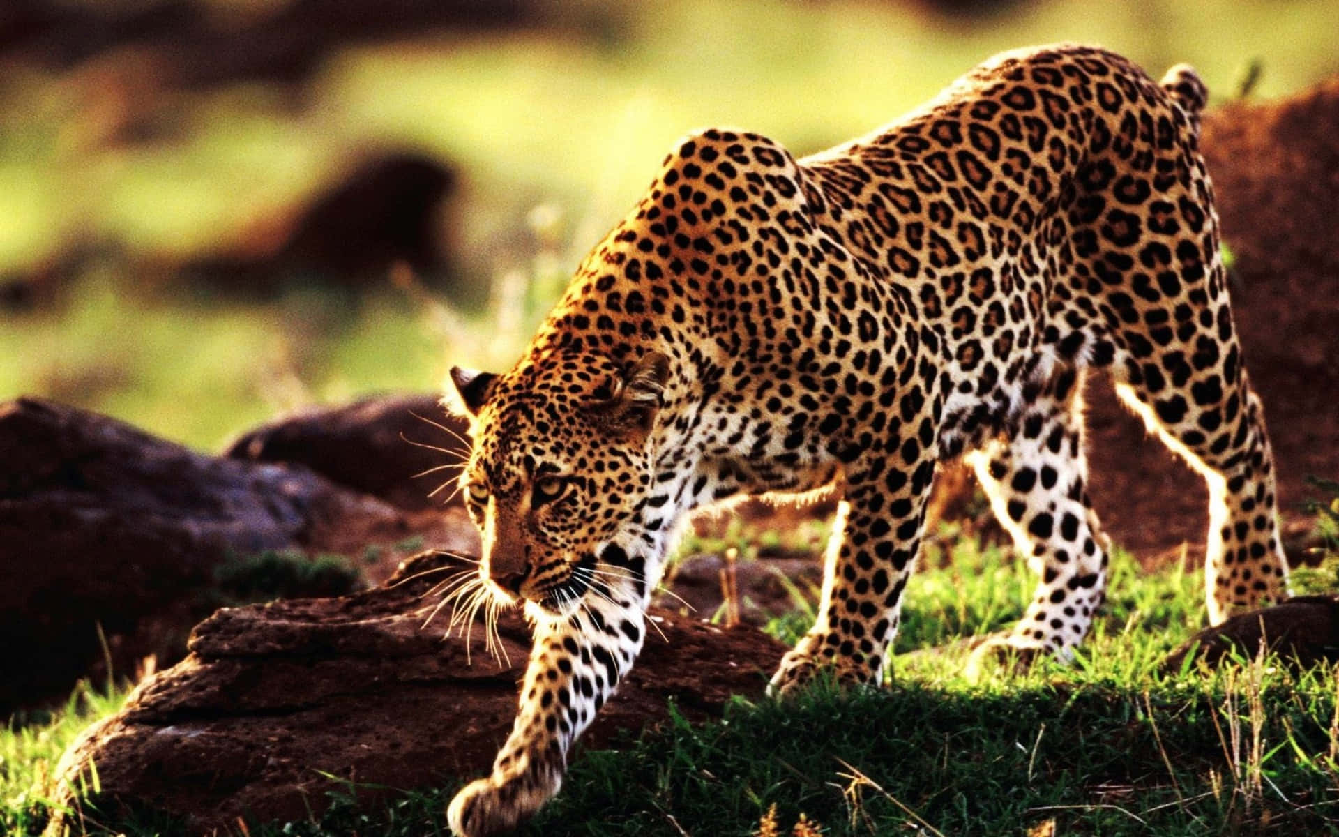 Et tæt kig på en gepard i dets naturlige habitoat Wallpaper