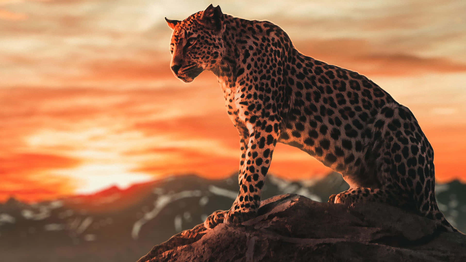 En gepard løber med høj hastighed Wallpaper