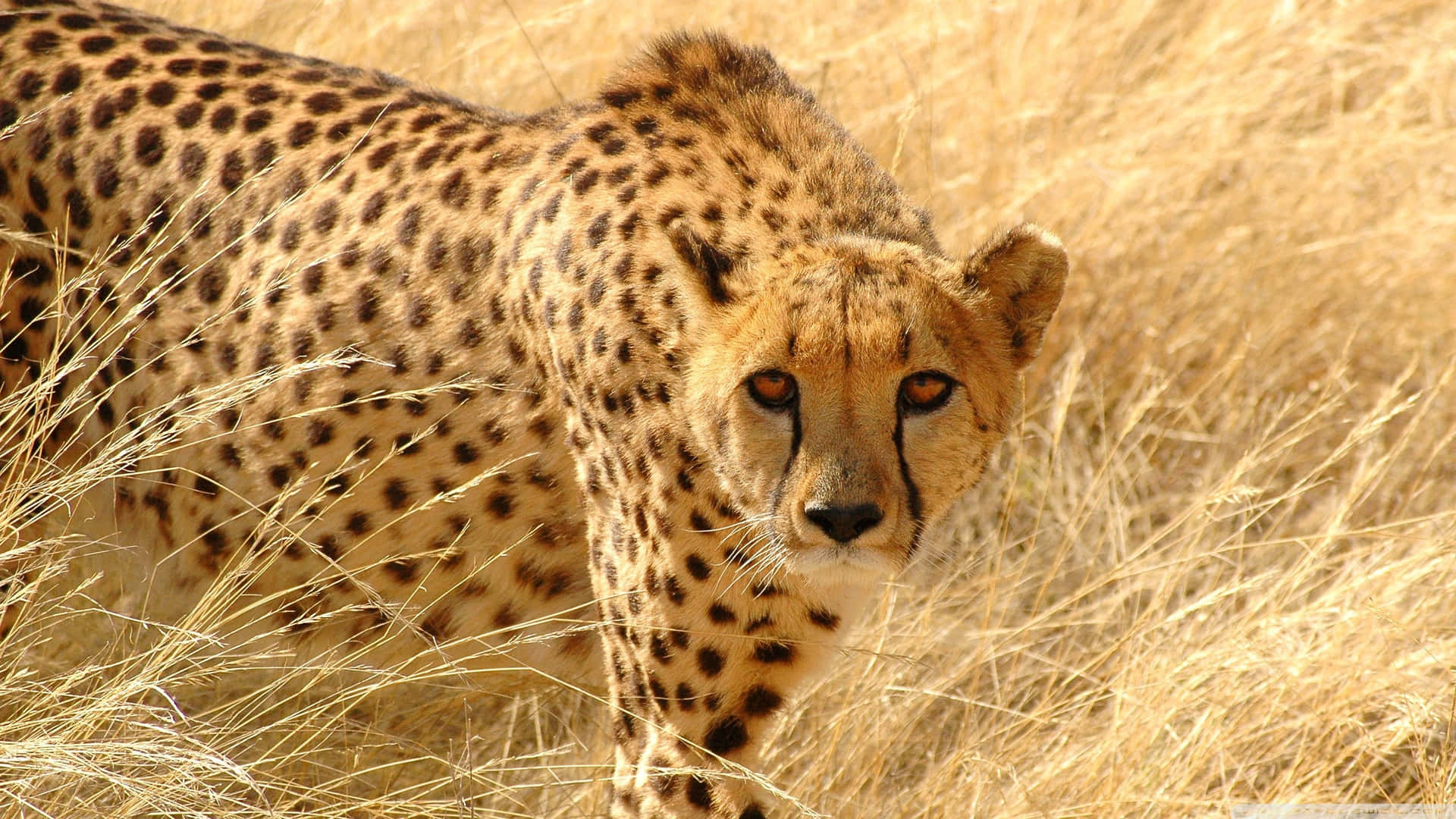 Et portræt af en smuk gepard, der hviler i græsset Wallpaper