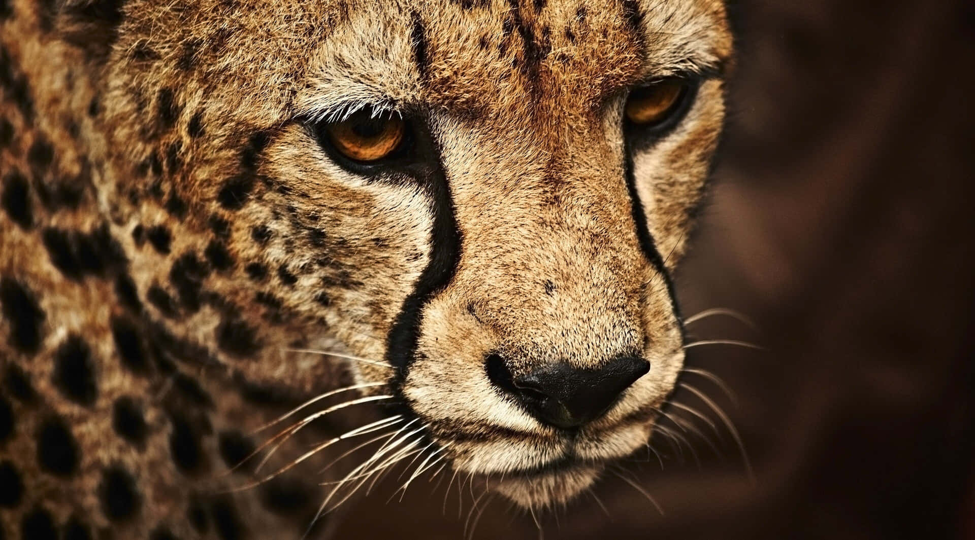 En smuk gepard løber i det vilde. Wallpaper