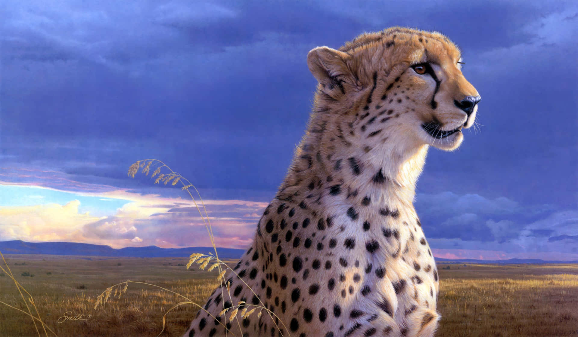 En gepard er klar til at springe Wallpaper
