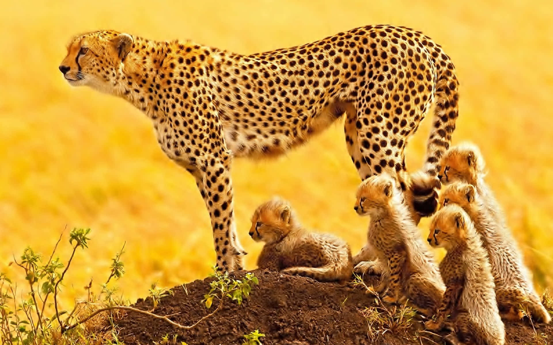 Einnahaufnahme-blick Auf Das Atemberaubende Gepard Wallpaper