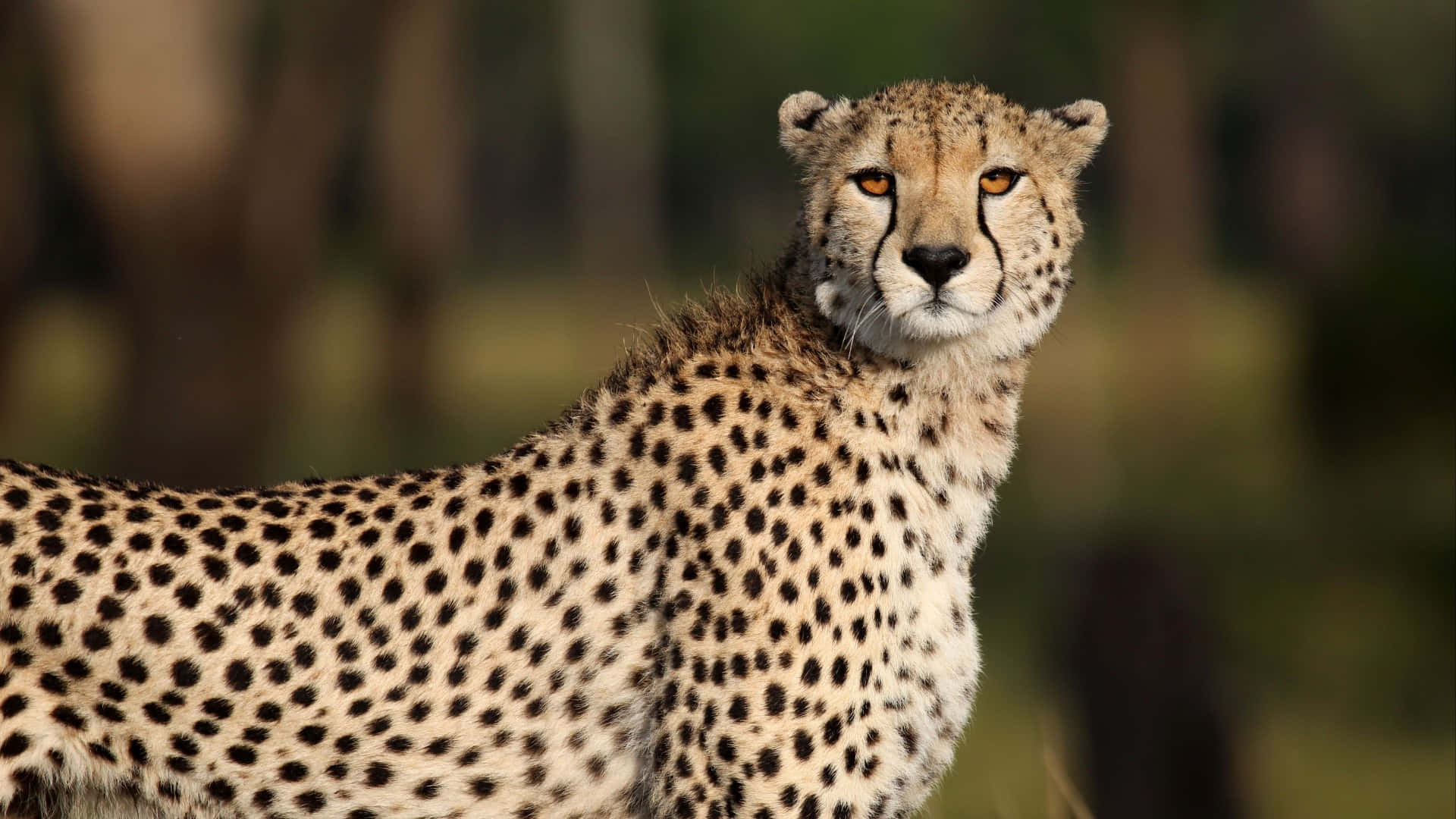 A cheetah running on African grassland Wallpaper