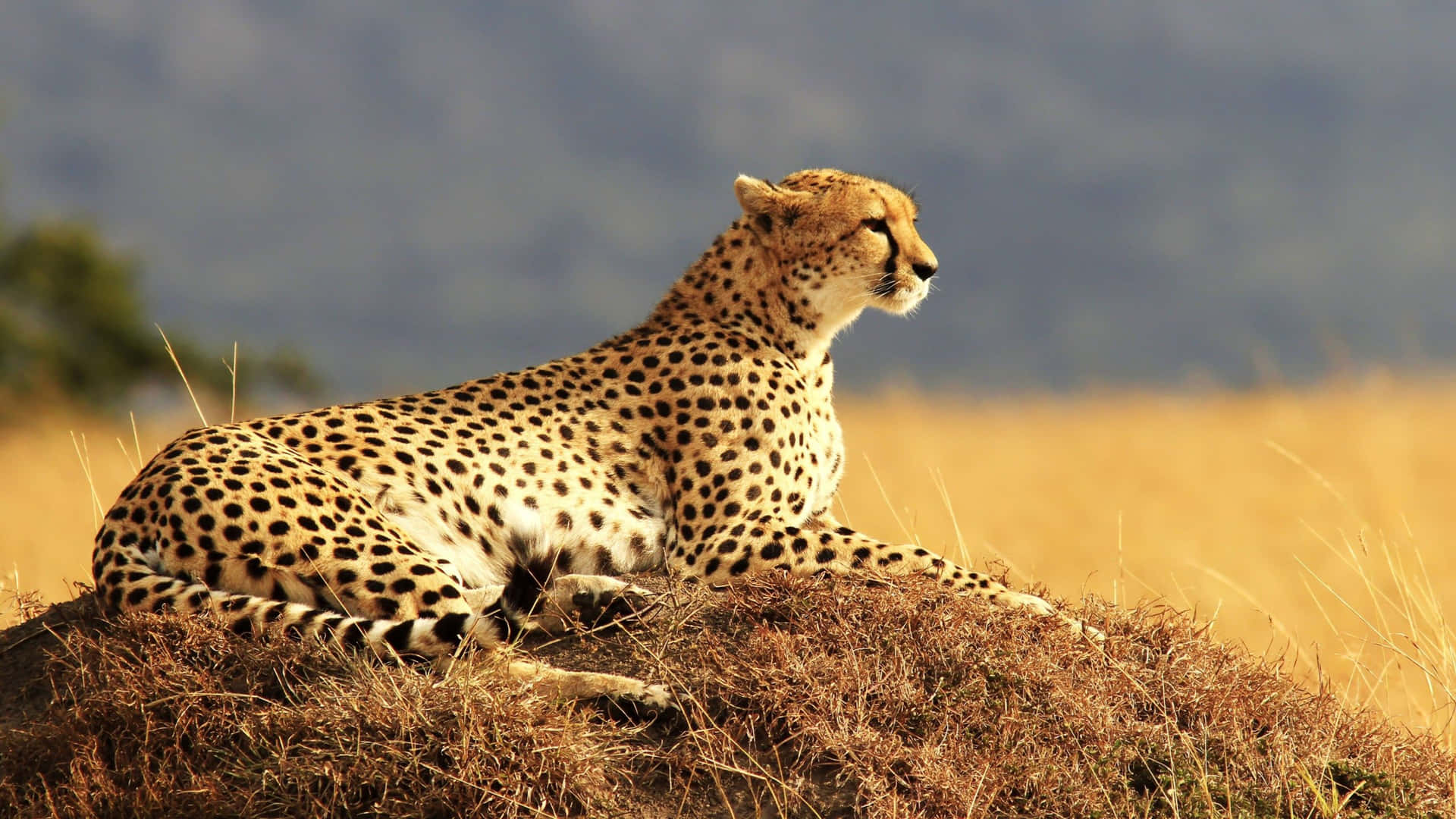 De smukke mærkninger af det majestætiske gepard i al sin herlighed. Wallpaper