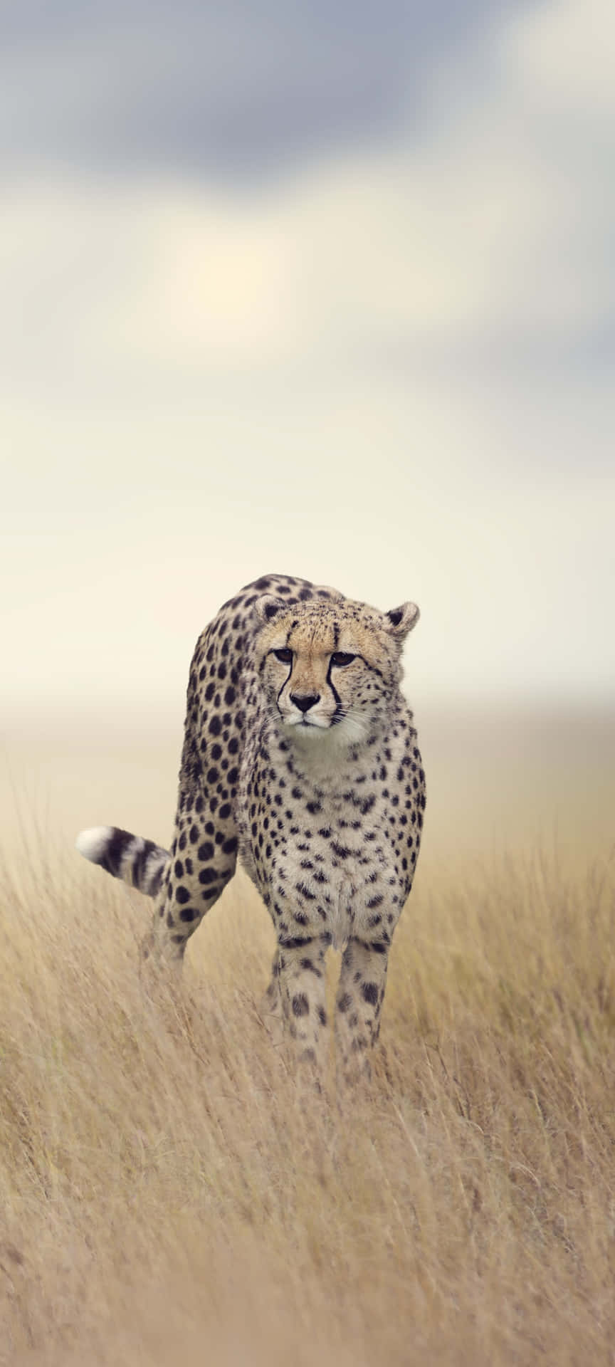 "The Majestic Cheetah - Speed Defined" Wallpaper
