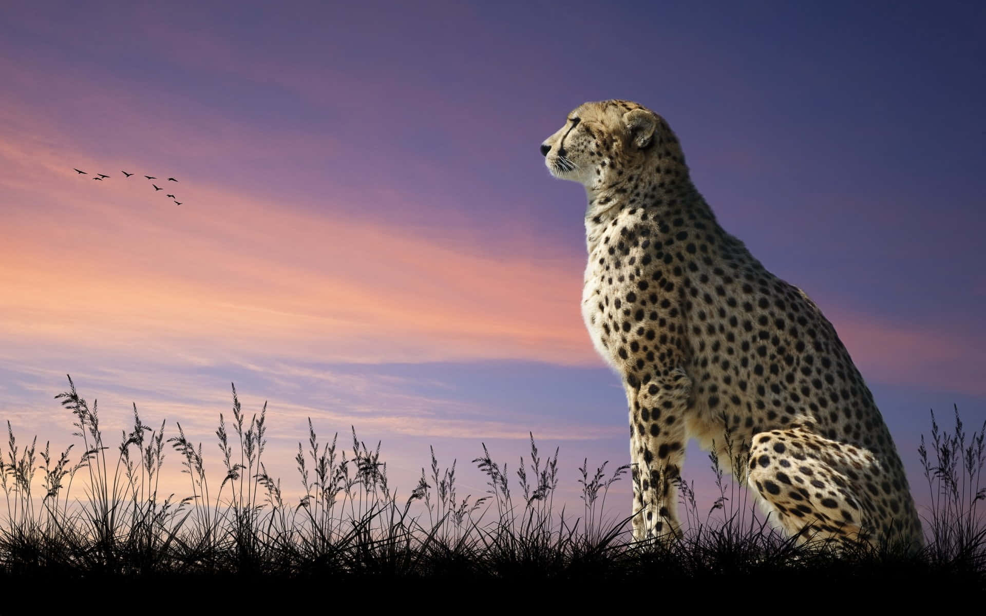 En Cheetah der fritt vandrer i dets naturlige habitatt. Wallpaper