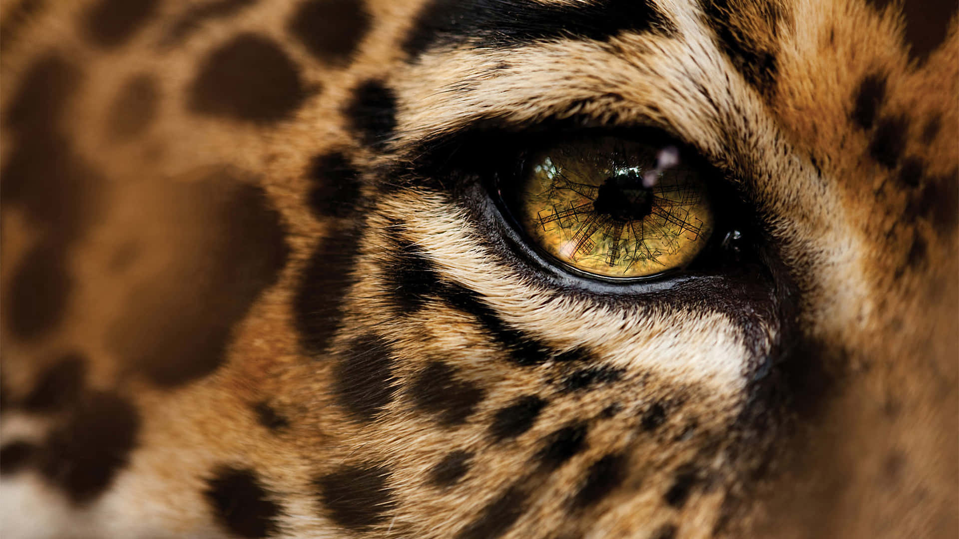 En gepard der jager bytte i den afrikanske savanne. Wallpaper