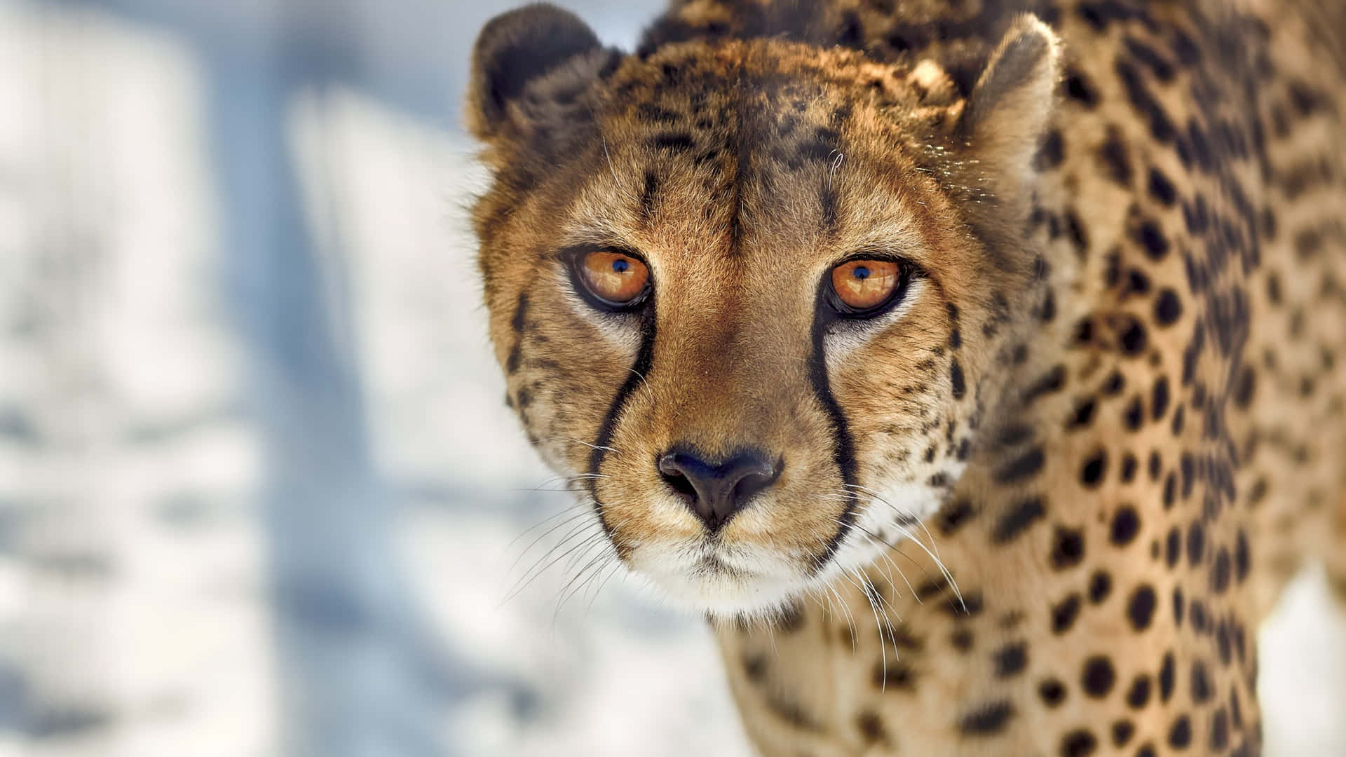En tætup af en magtfuld og majestætiske gepard i det gule afrikanske savanne Wallpaper