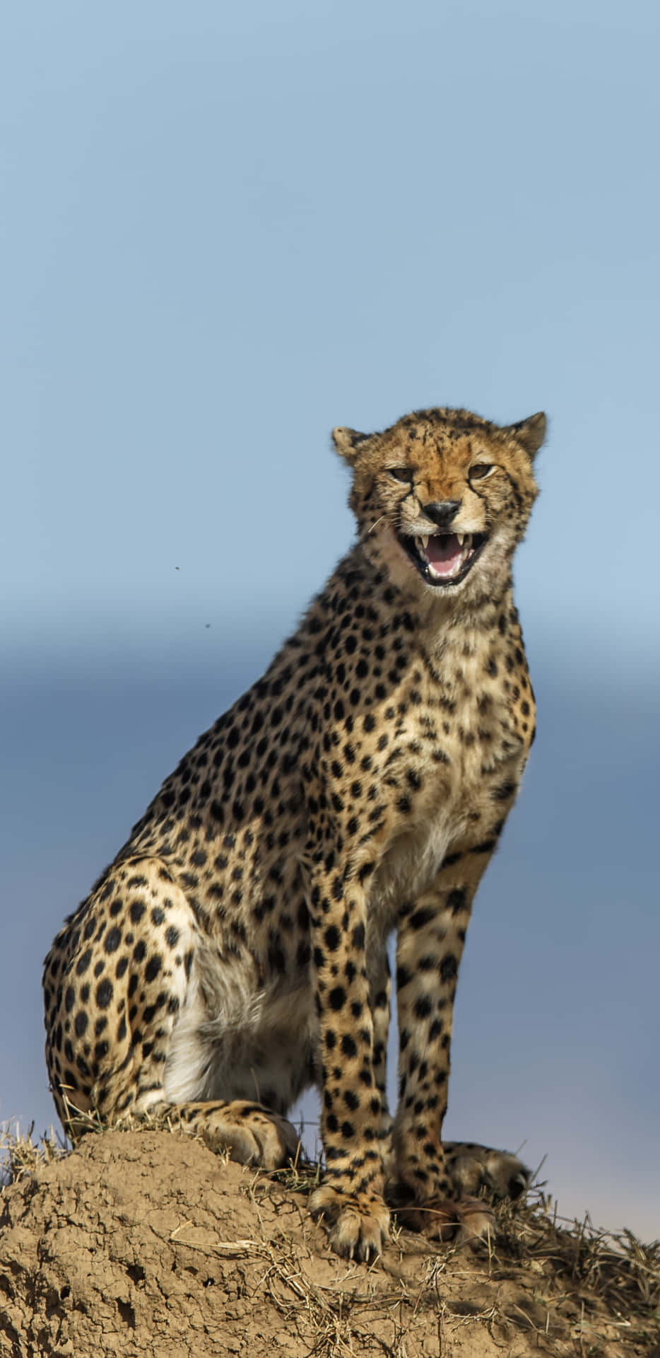 Et smukt detaljeret billede af en gepard i dens naturlige habitat. Wallpaper