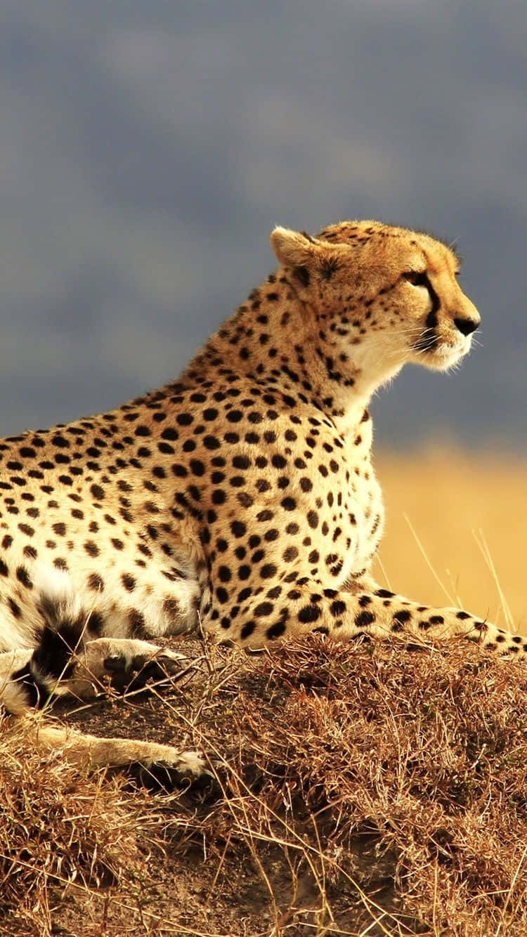Cheetah Iphone South African Chill Wallpaper