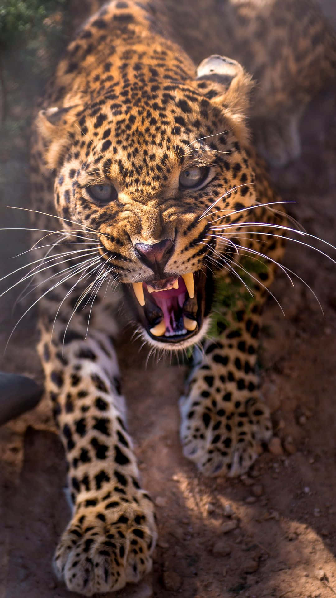 Angry Cheetah Growl Attack Iphone Wallpaper