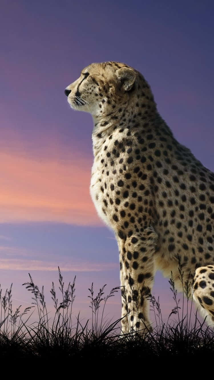 Asiatic Cheetah Iphone Majestic Sit Wallpaper