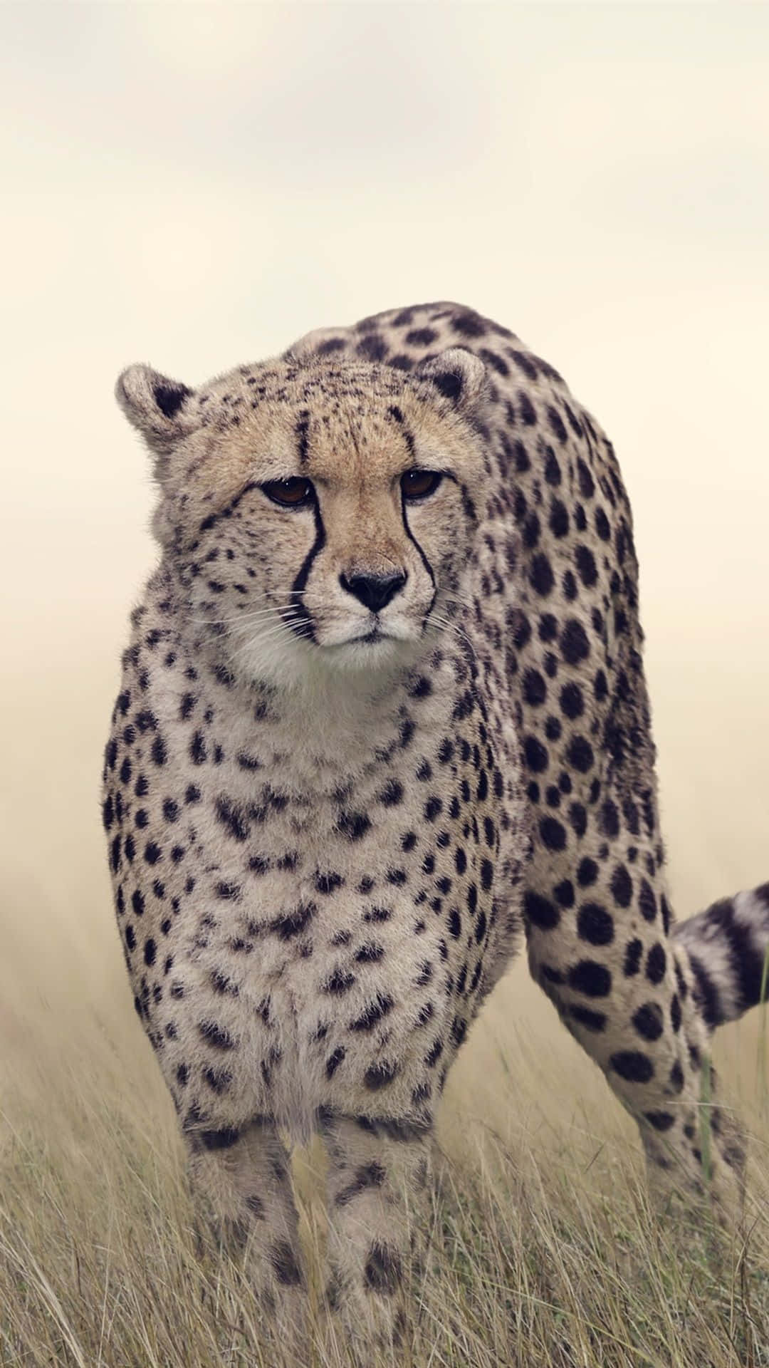 Goditil'aspetto Elegante E Alla Moda Del Nuovo Iphone Cheetah. Sfondo