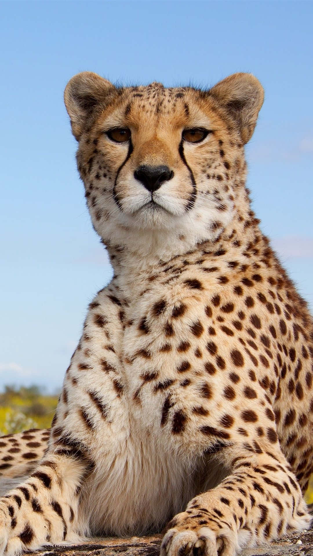 Cheetahiphone Front Stare Camera - Fotocamera Frontale Iphone Con Sguardo Di Leopardo. Sfondo