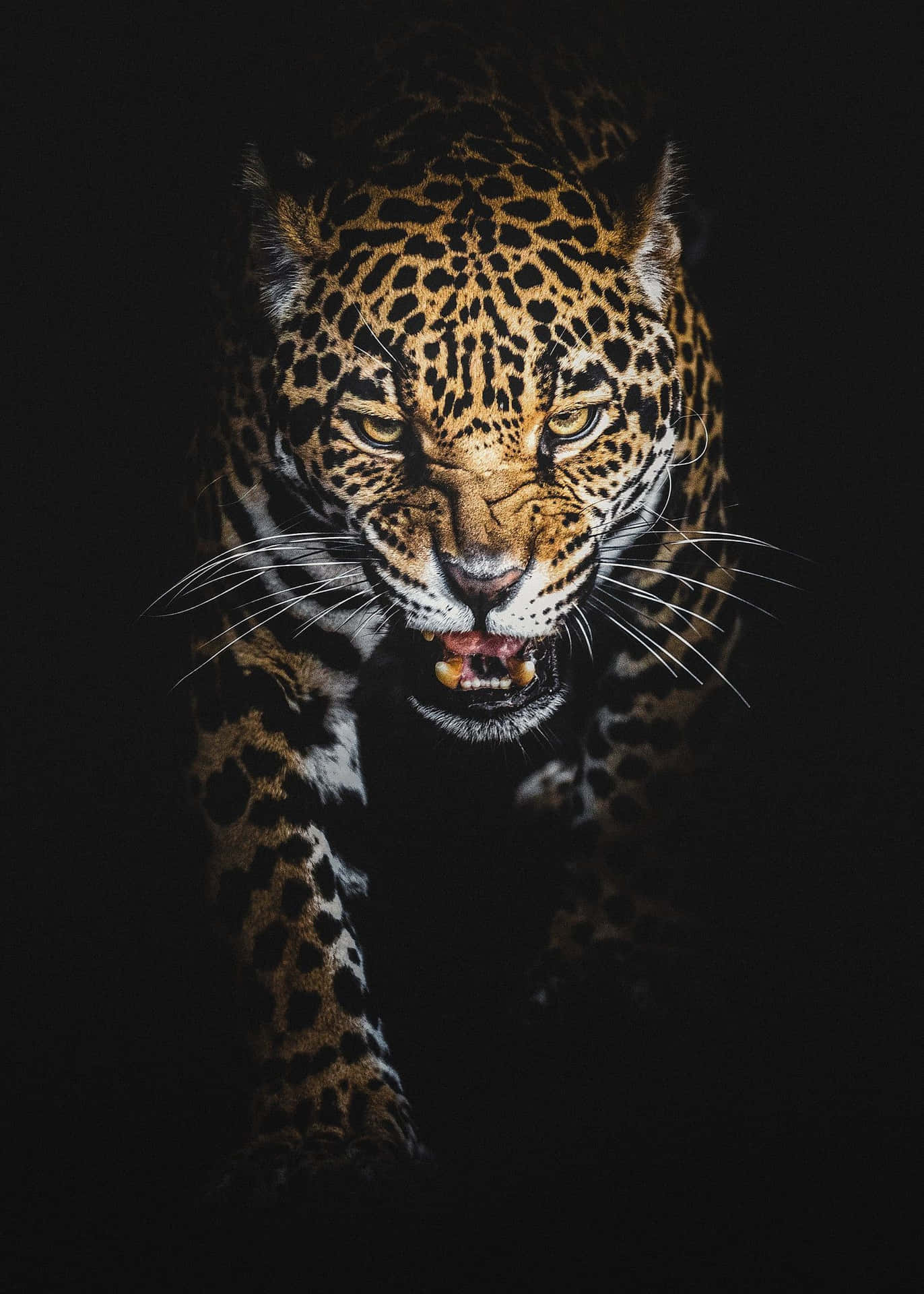 A Jaguar Walking In The Dark Wallpaper